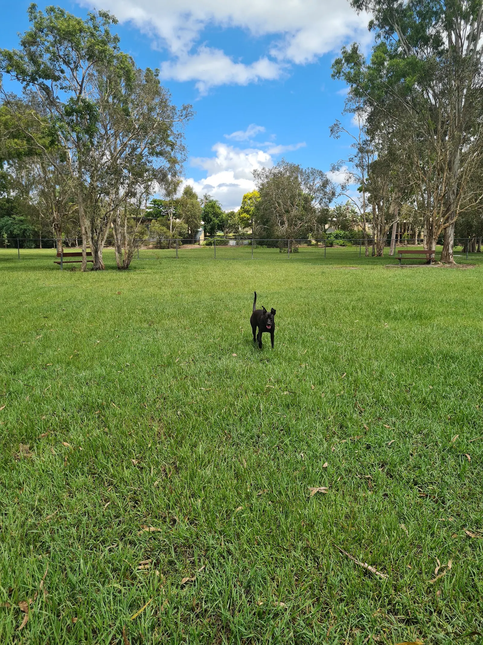 Grogan Road Park Fenced Dog Park dog park