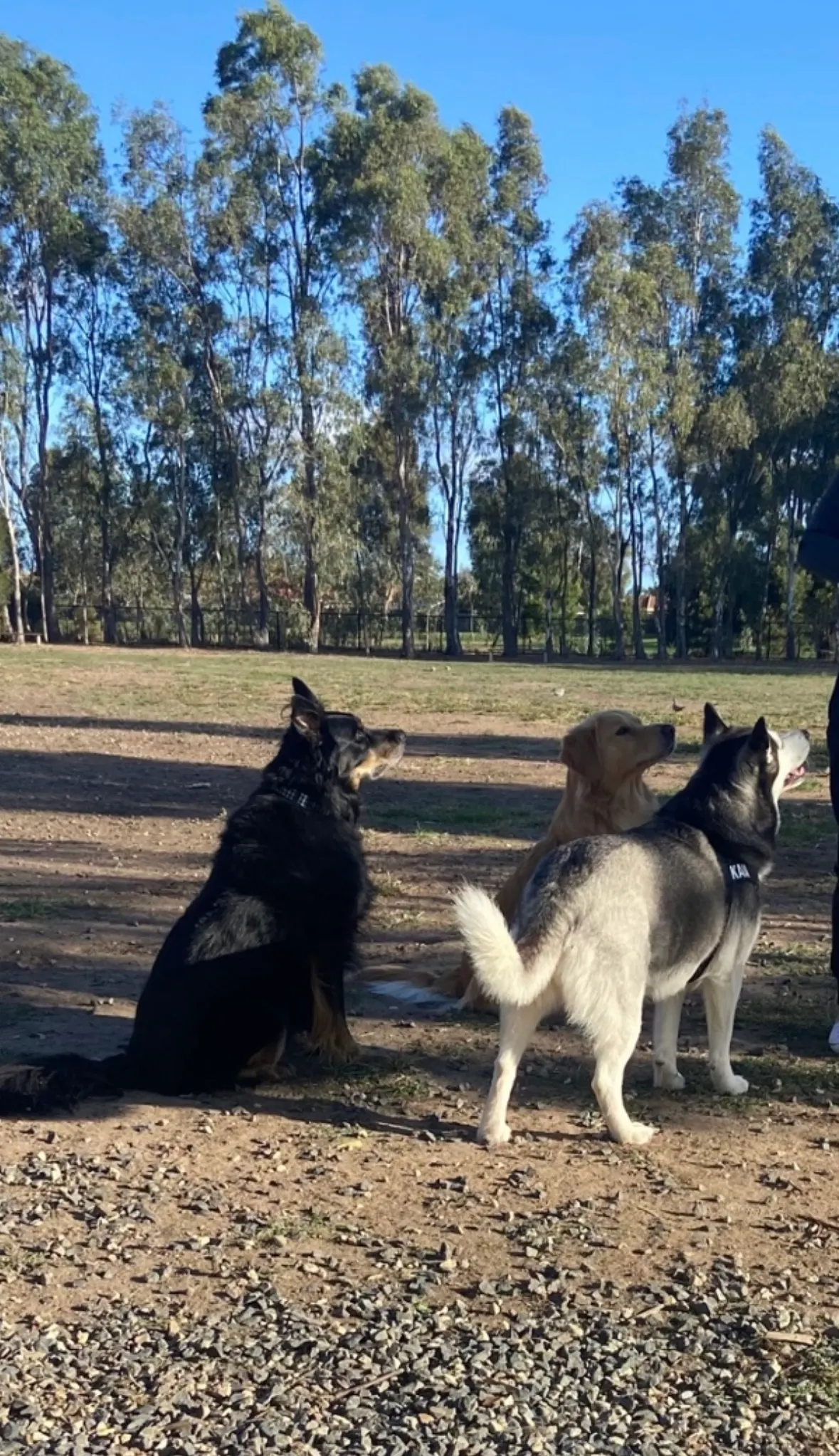 Seebeck Drive Reserve Dog Park dog park