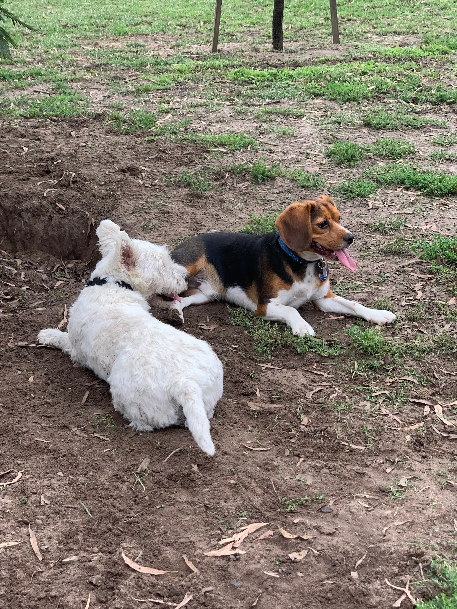 Wishart Reserve Dog Off Leash Area dog park