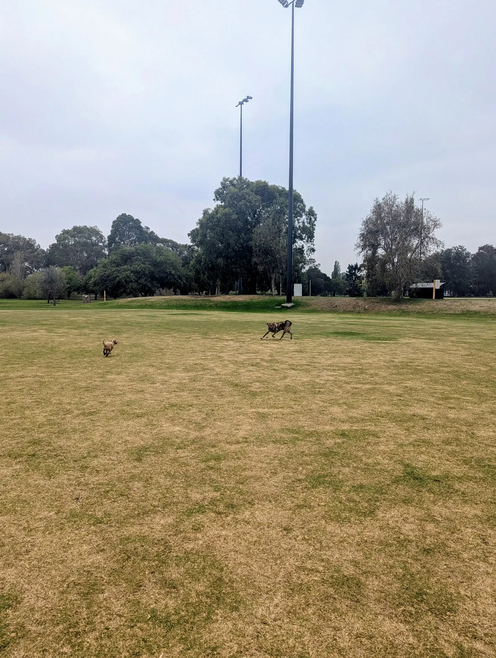 Turner Road Reserve Dog Off Leash Area dog park