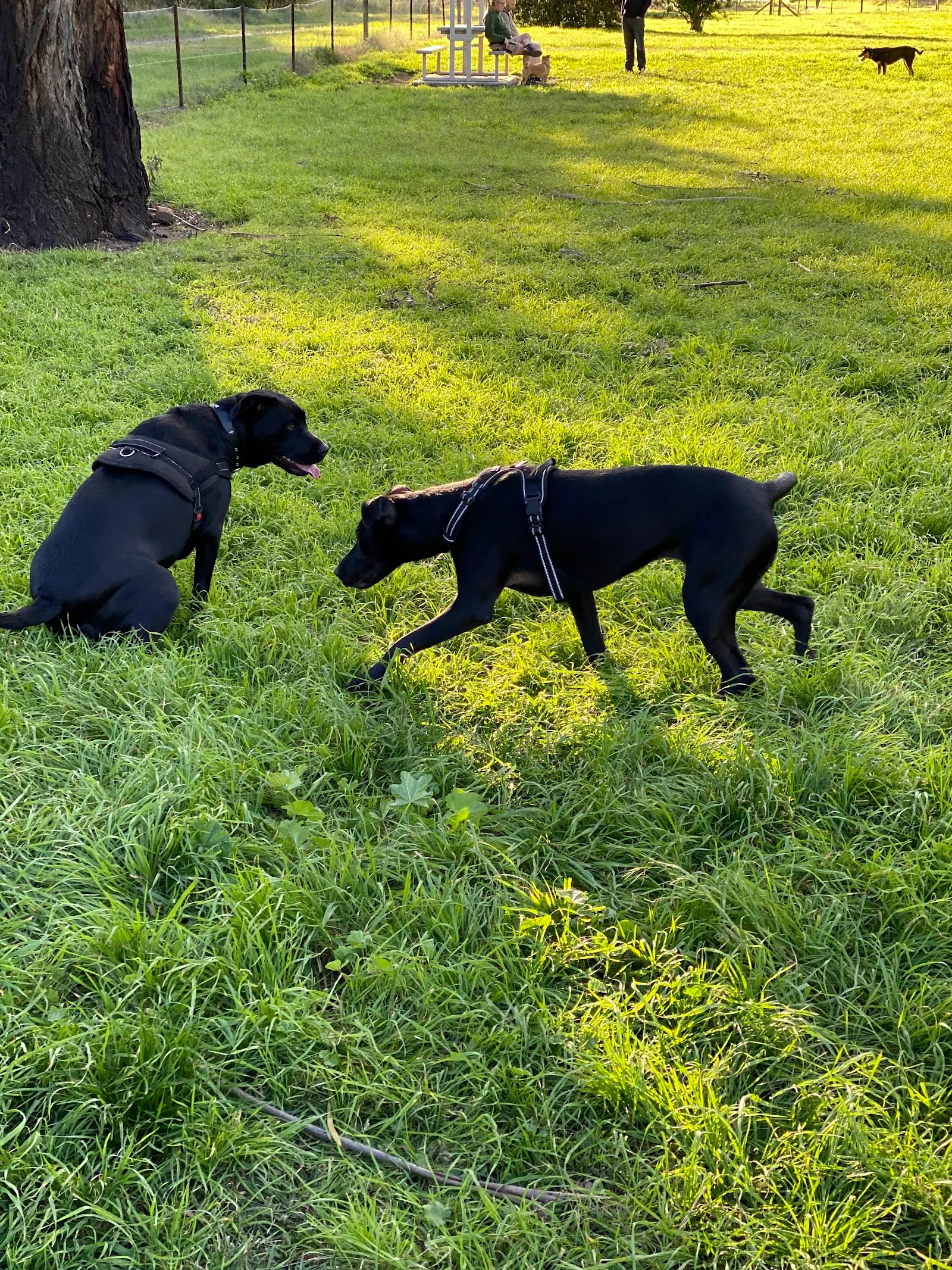 Lithgow Dog Park and Recreation Area dog park