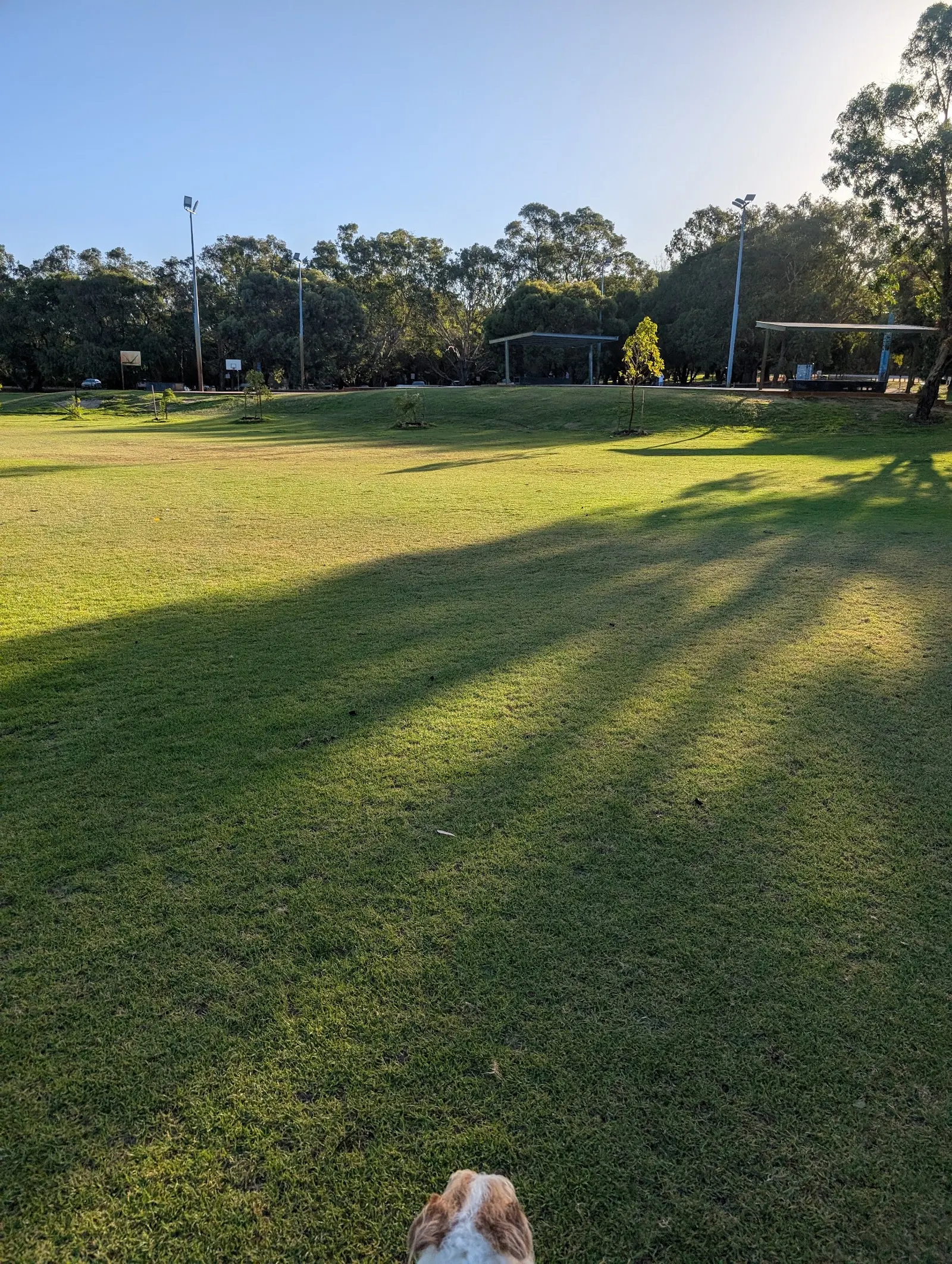 Perry Lakes Dog Exercise Area dog park