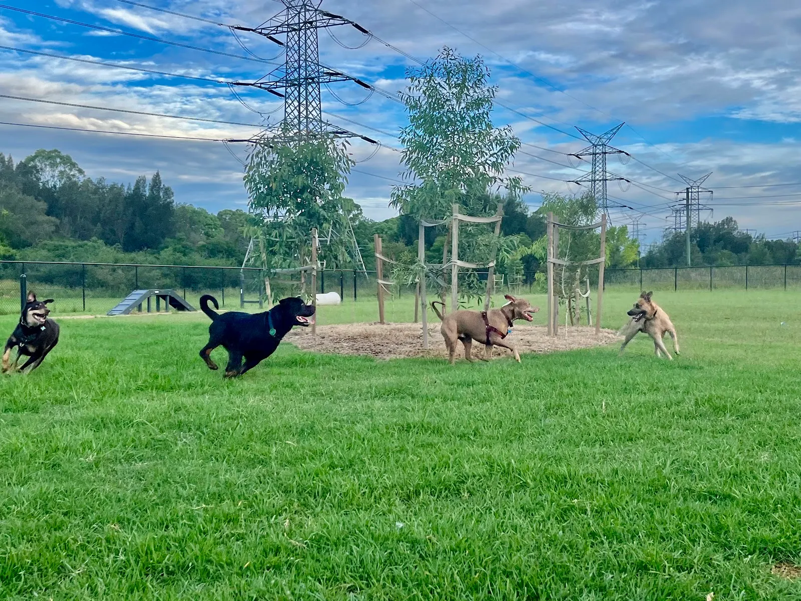 North St Marys Fenced Dog Park dog park