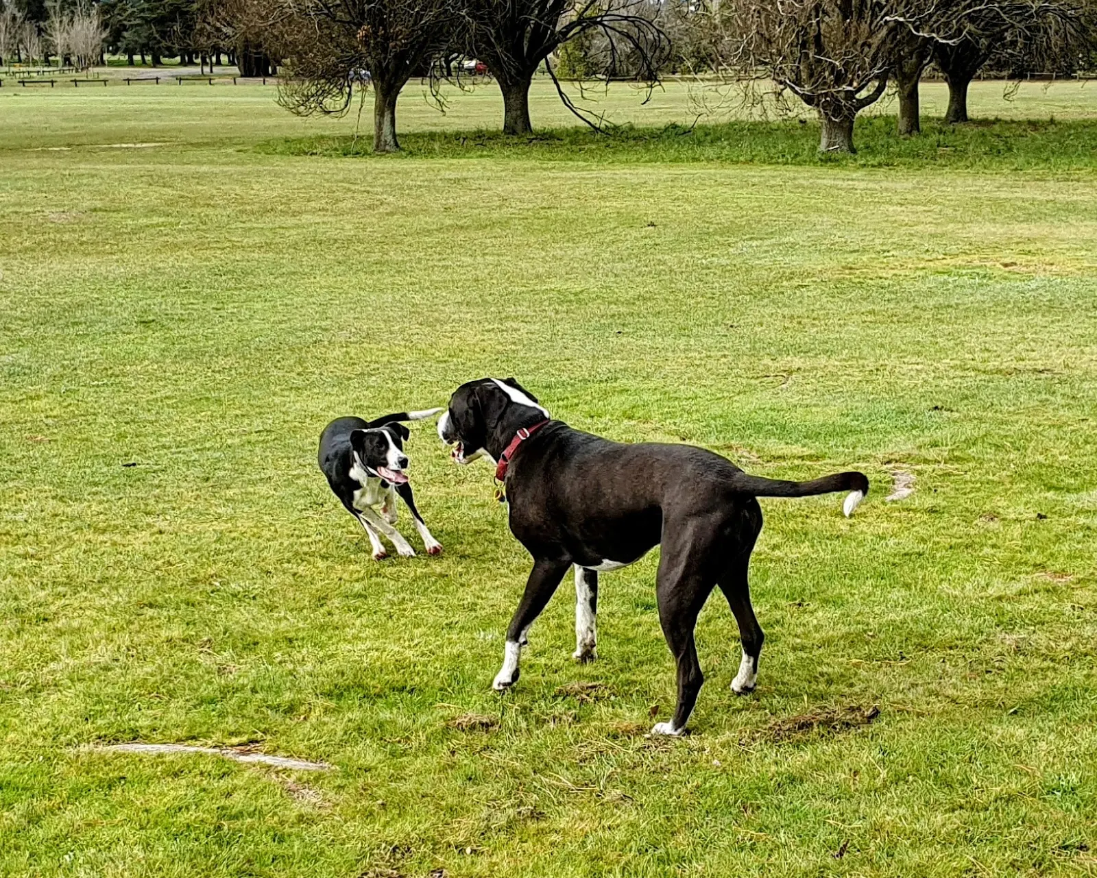 Victoria Park - dog park dog park