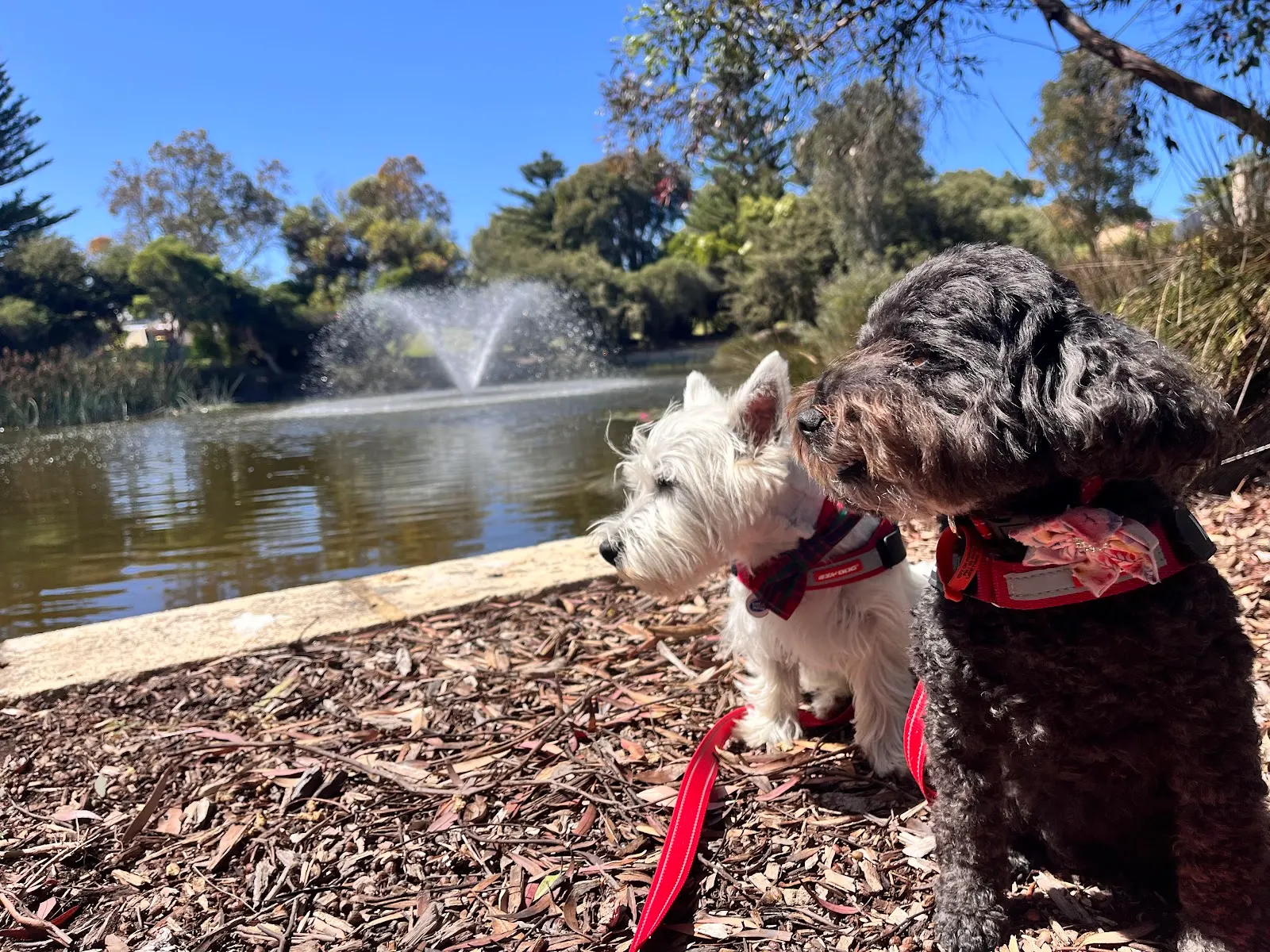 St Clair Reserve Fenced Dog Park dog park