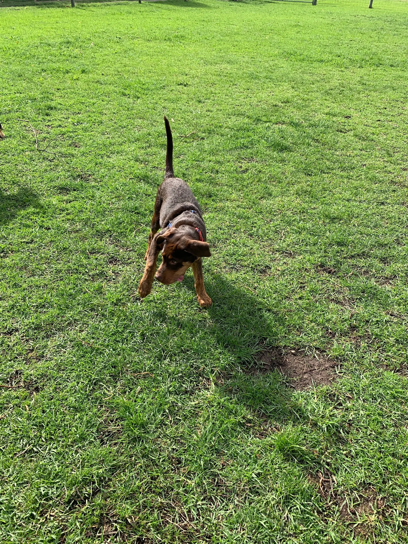 Pier Street Reserve Fenced Dog Park dog park