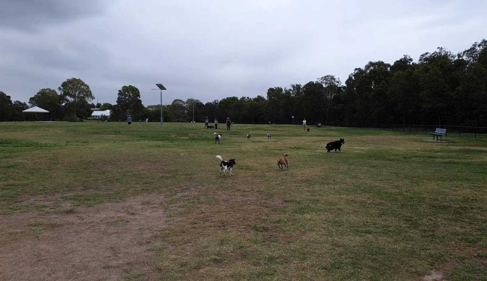 Buxton Park Fenced Dog Park dog park