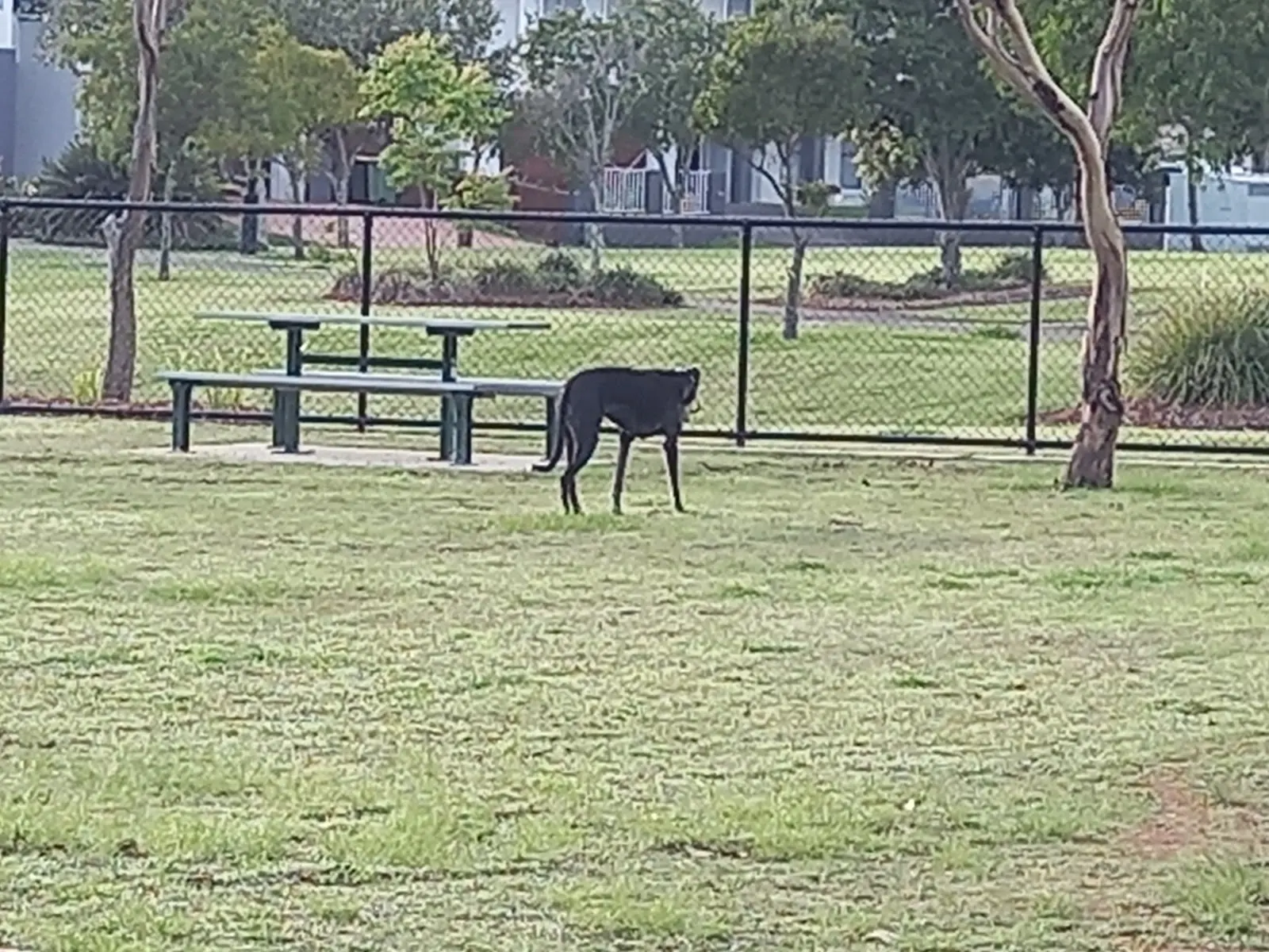 Newport Park Fenced Dog Park dog park