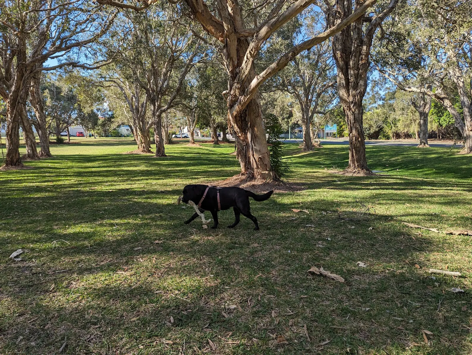 Coochin Park Dog Off Leash Area dog park