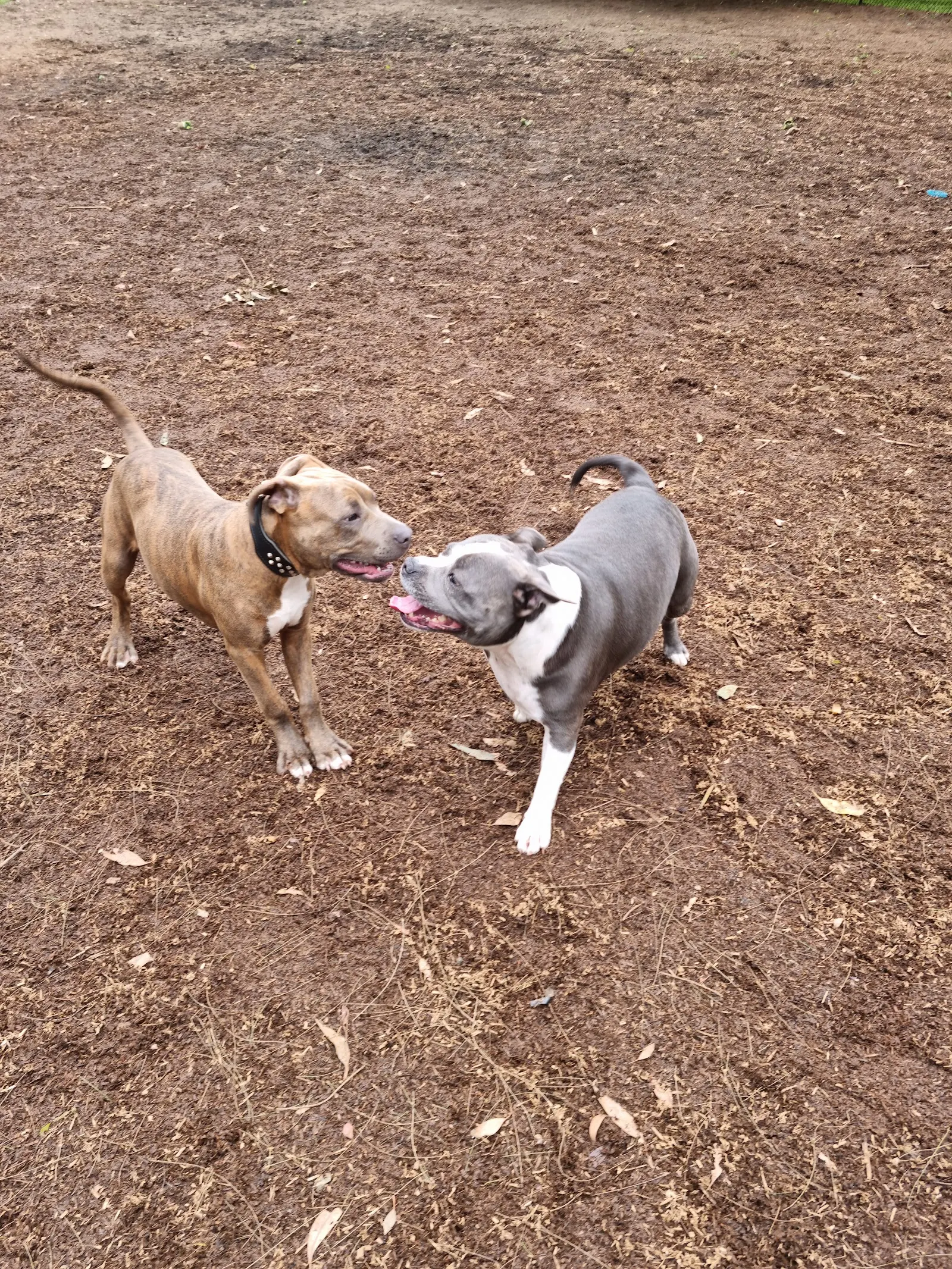 Traralgon Dog Park dog park