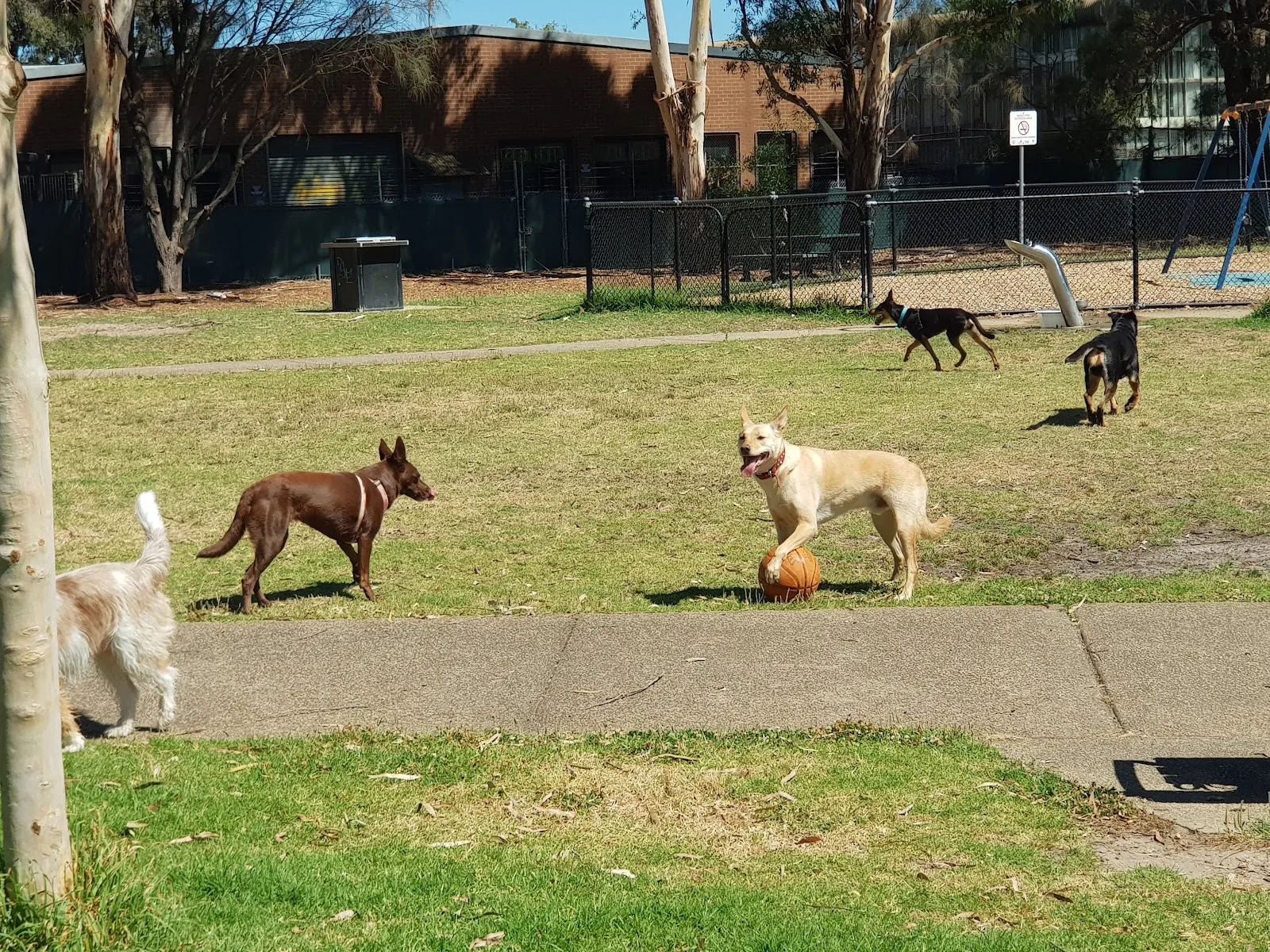 Bruce Aitken Reserve Dog Off Leash Area dog park