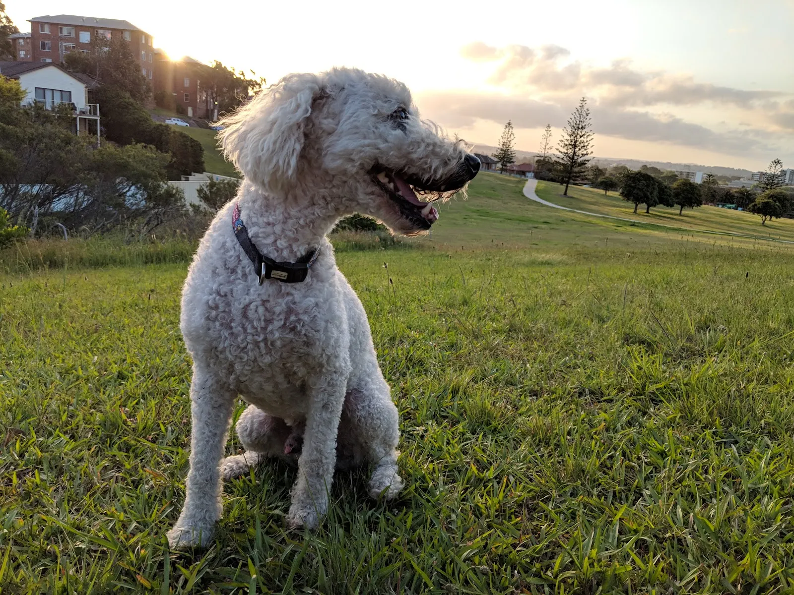 Newcastle Dog Off-Leash Area dog park