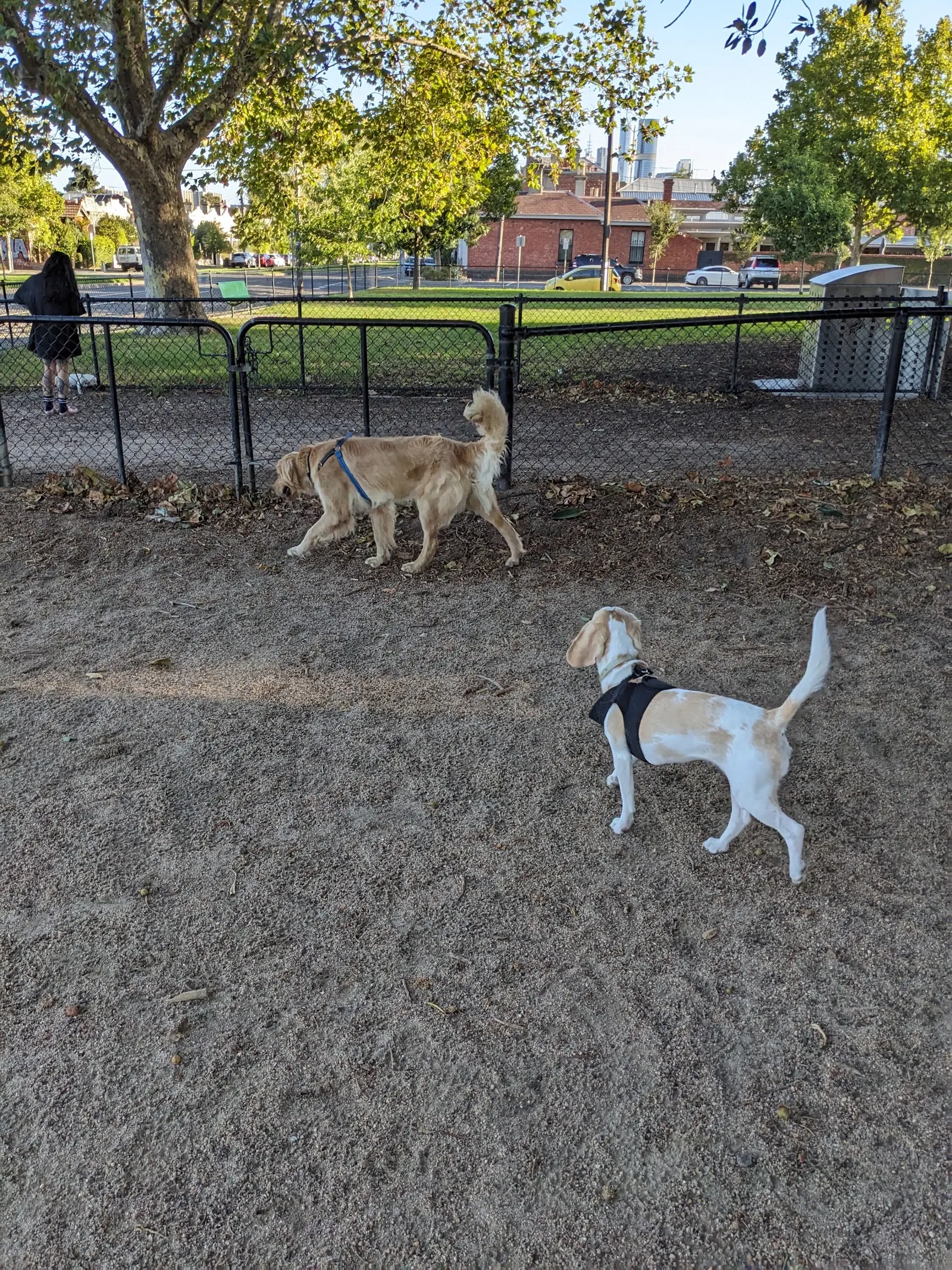 Curtain Square Fenced Dog Park dog park