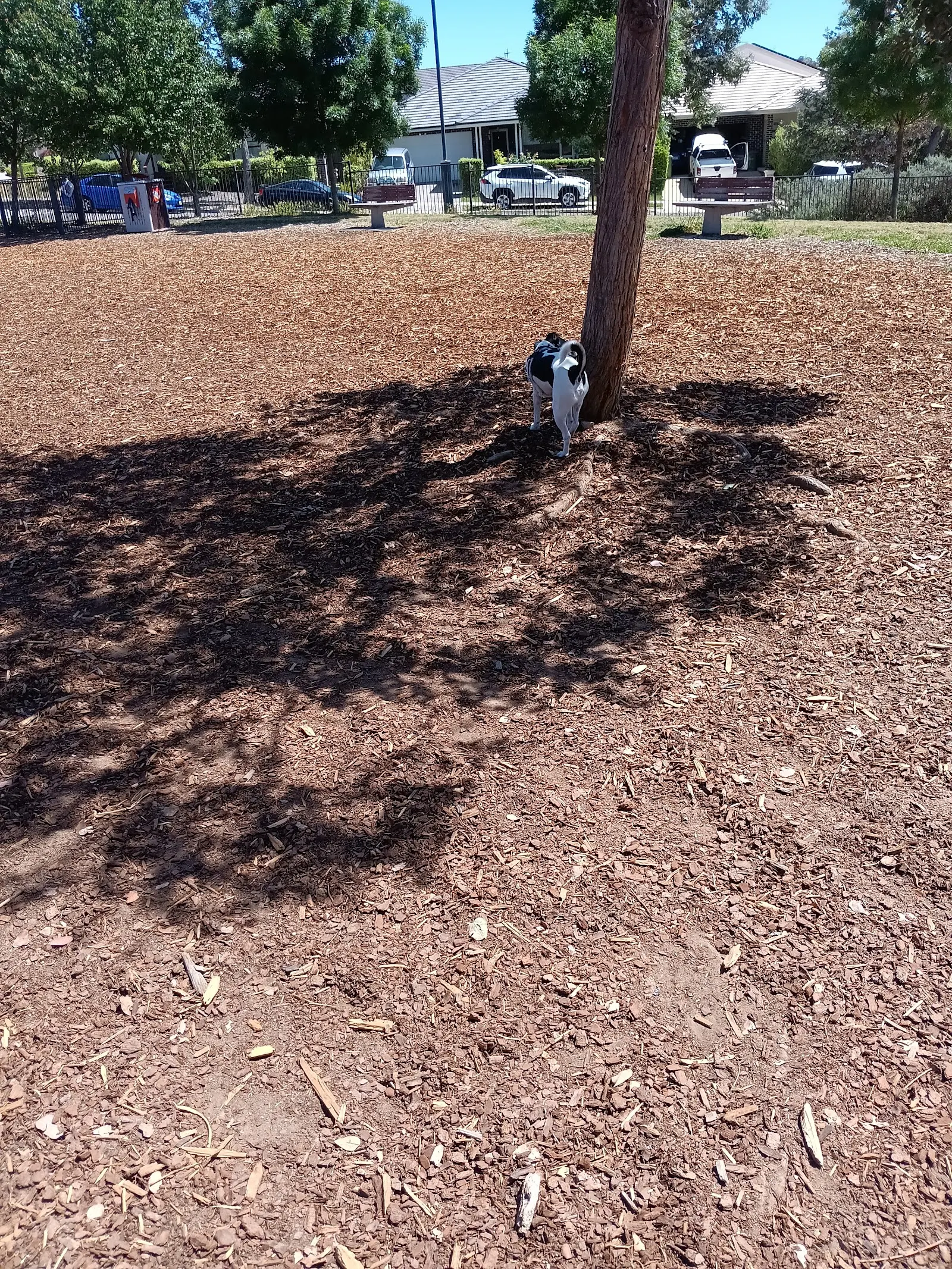Rockley Fenced Dog Park dog park