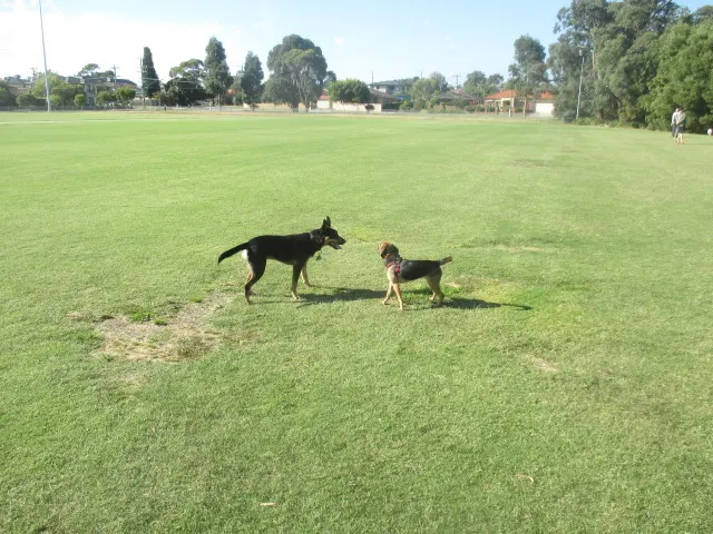 Glen Waverley North Reserve Dog Off Leash Area dog park