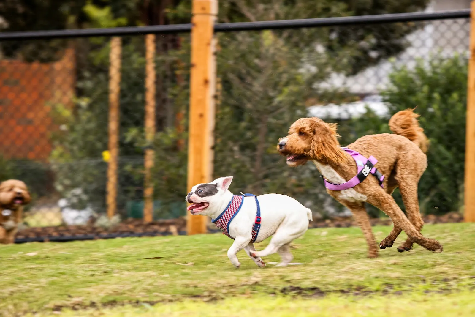 Cliff Whitworth Reserve Dog Park Off Leash dog park