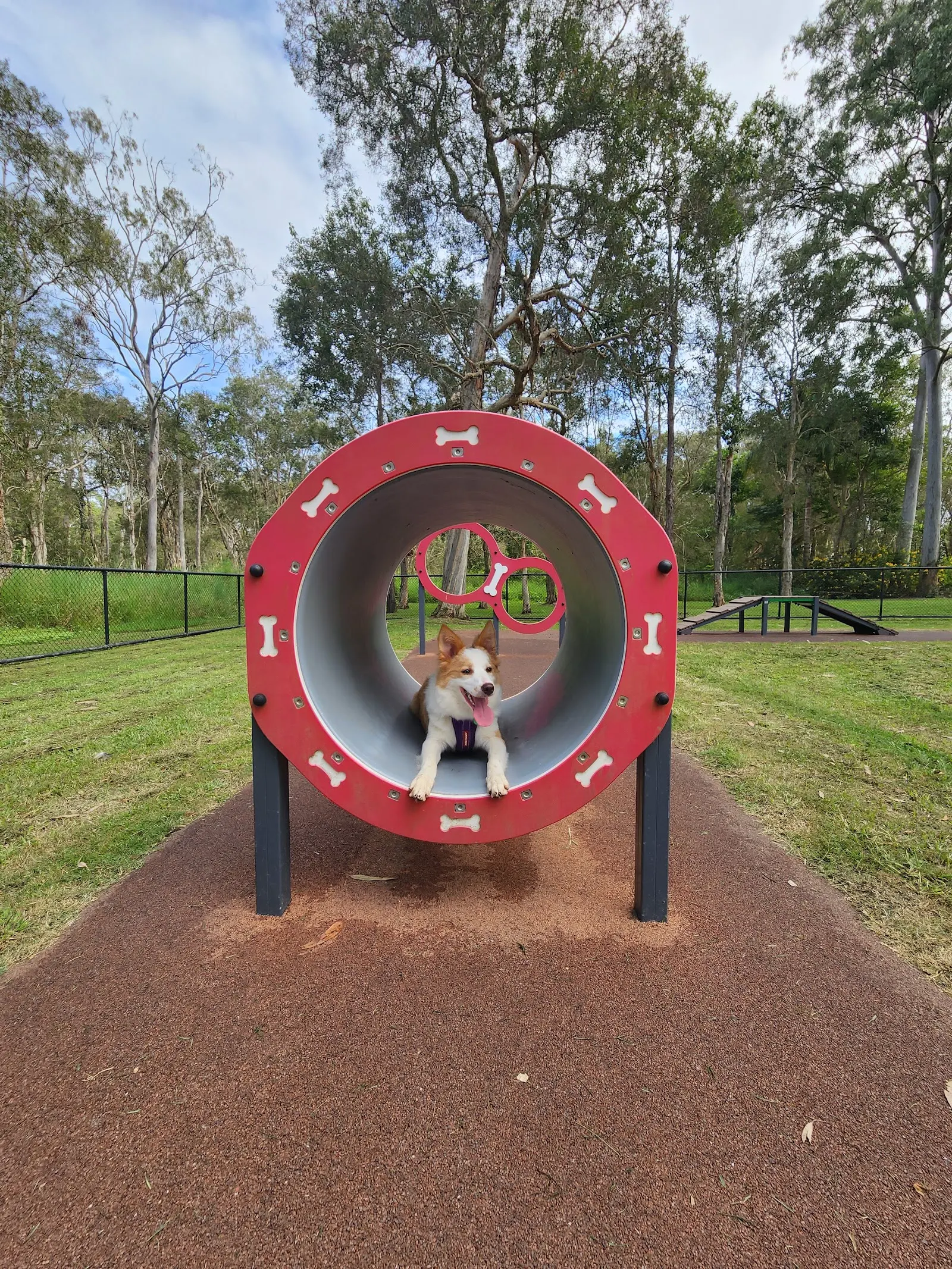 Freshwater Reserve Fenced Dog Park dog park