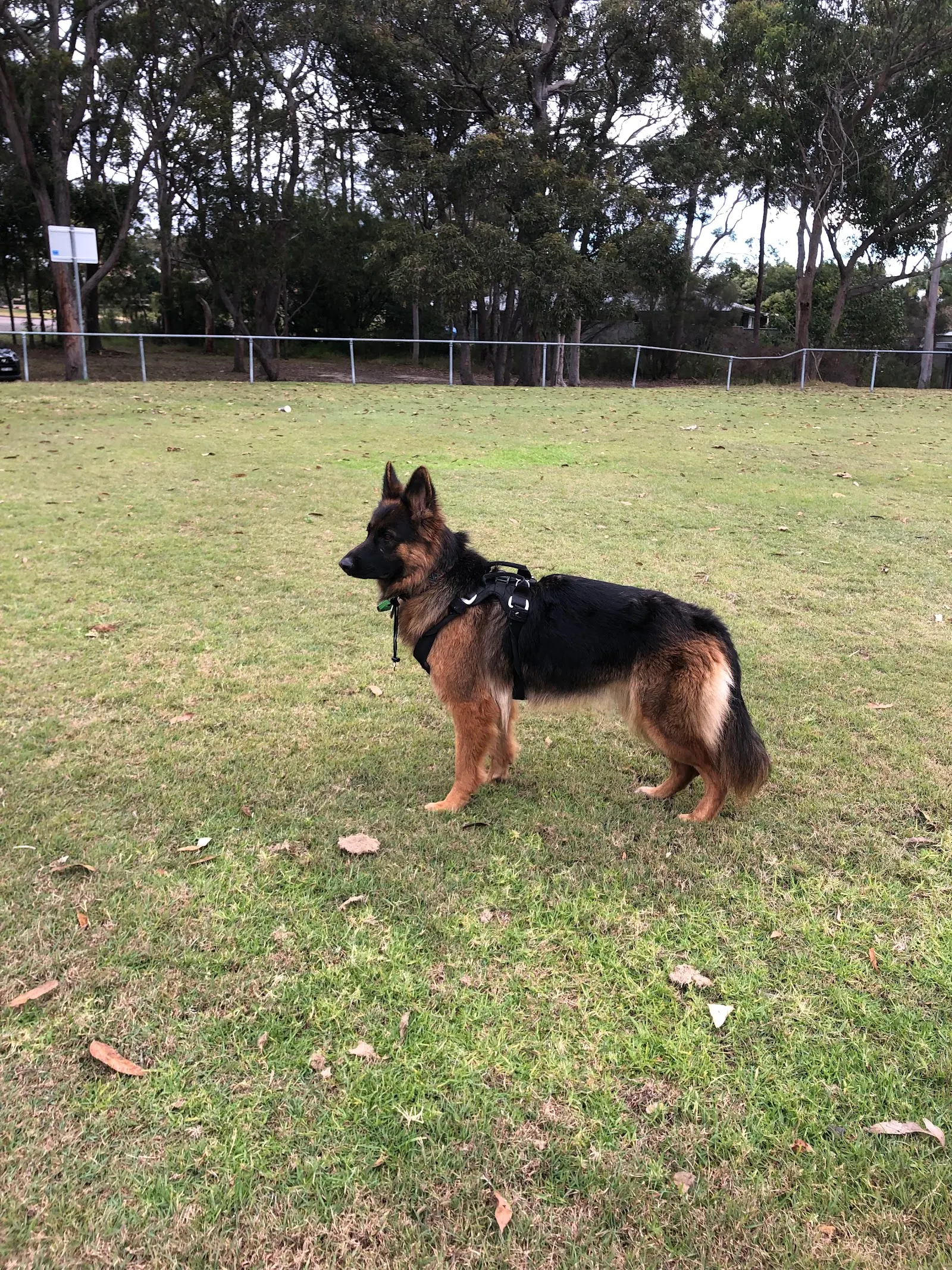 Wyee Dog Exercise Area dog park