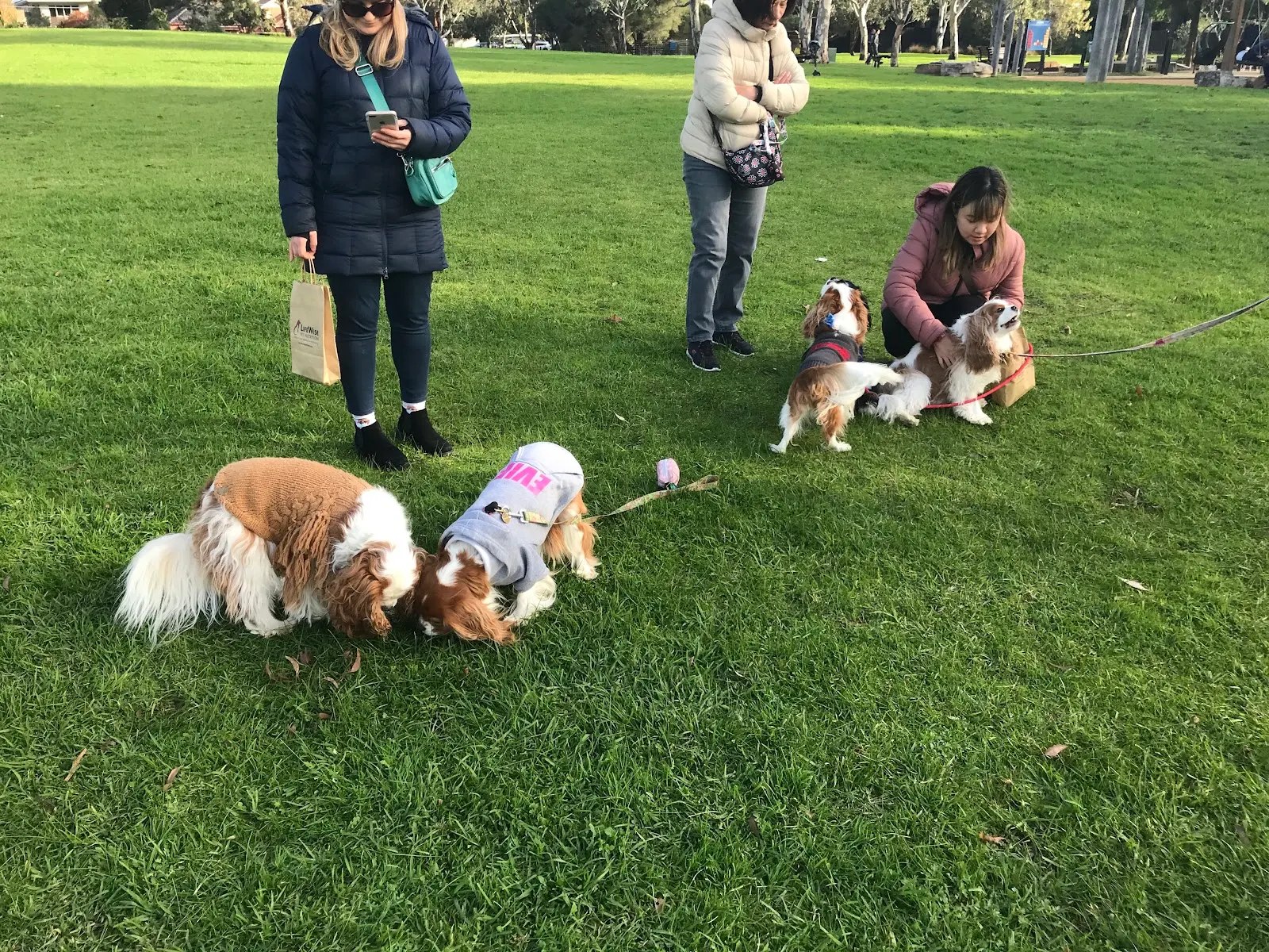 Elsternwick Park, Lakeside Green, Dog Off Leash Area dog park