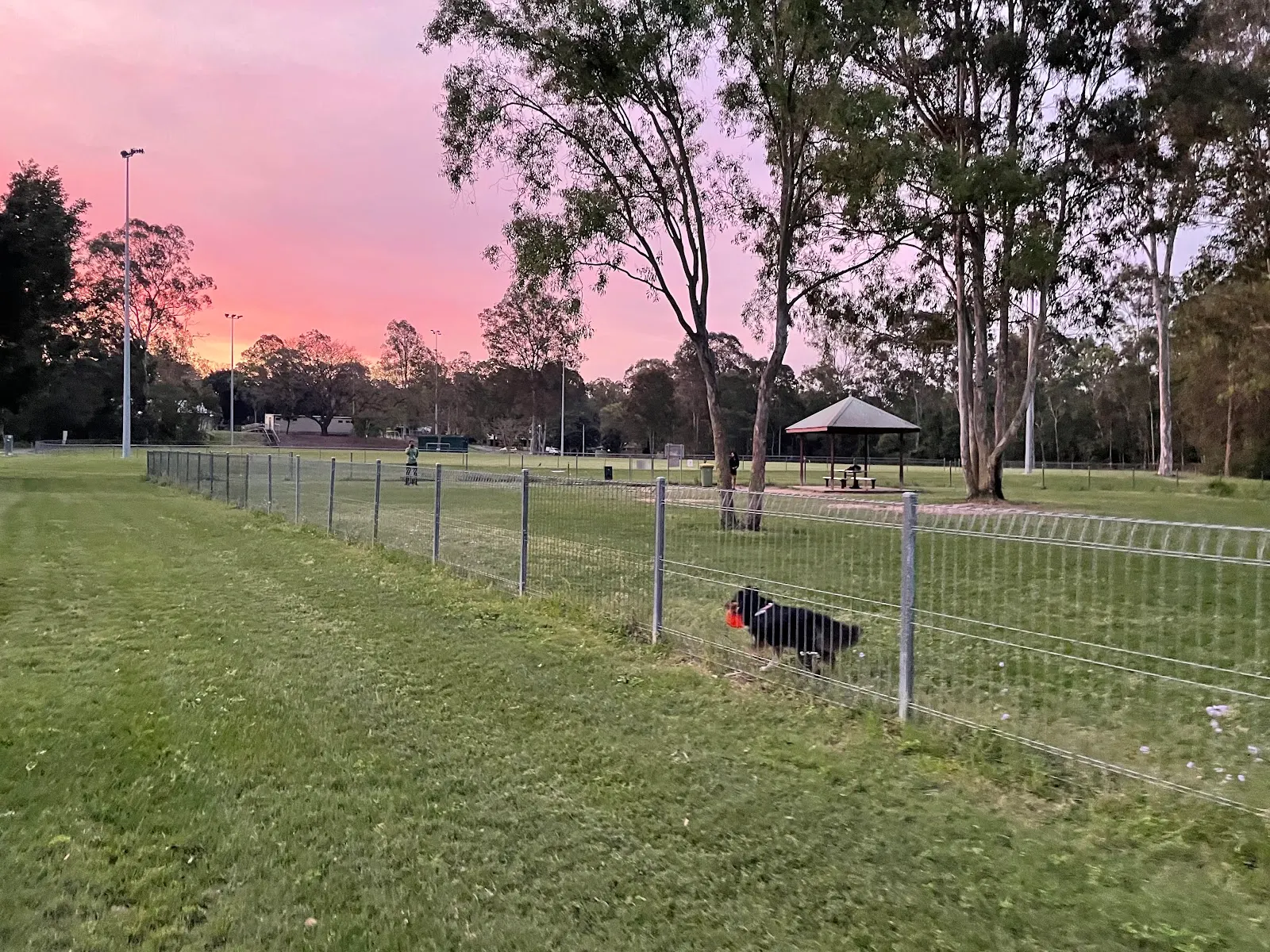 Camira Recreation Reserve Fenced Dog Park dog park