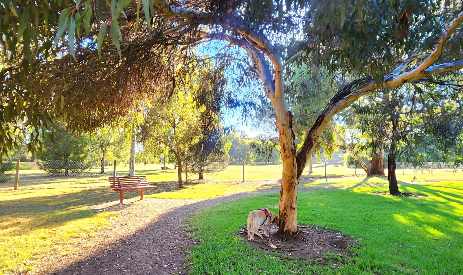 Jenkins Reserve Fenced Dog Park, Salisbury Park