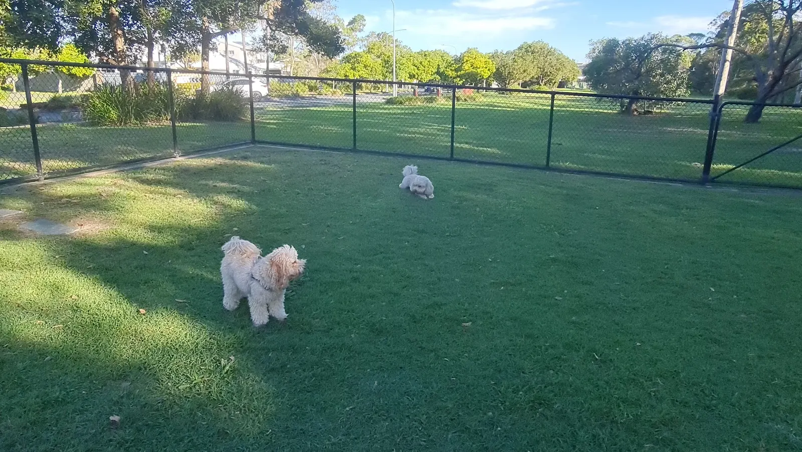 Kawana Island Grand Parade Fenced Dog Park dog park