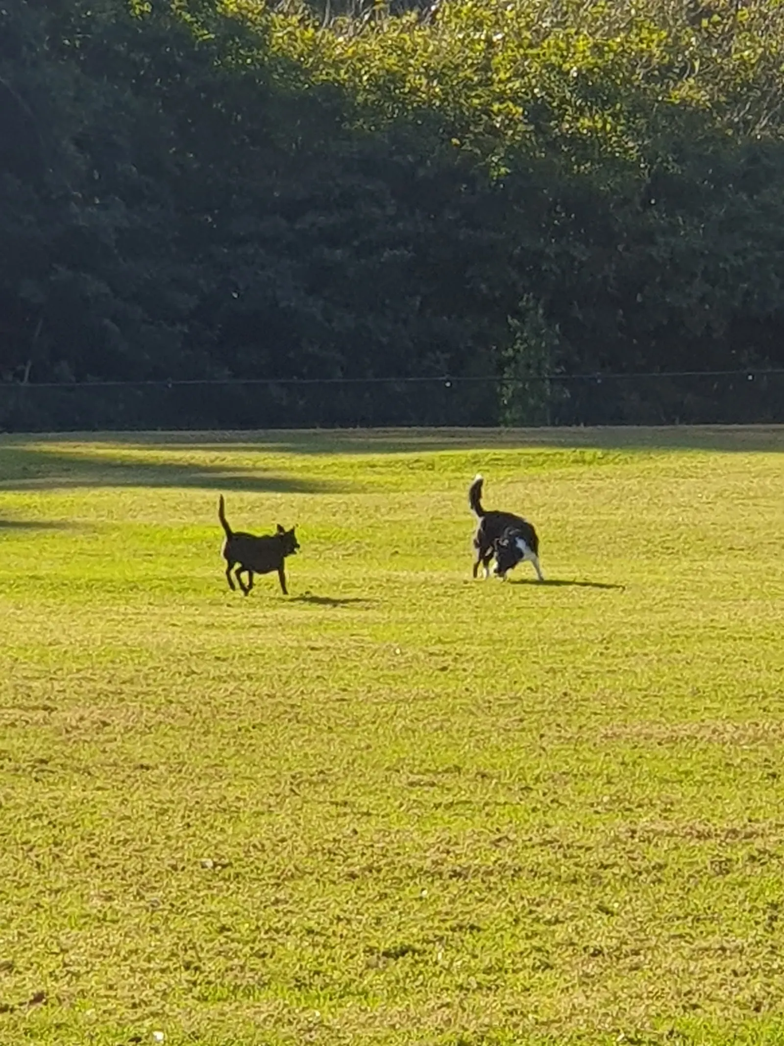 Bomo Dog Bowl Fenced Dog Park dog park