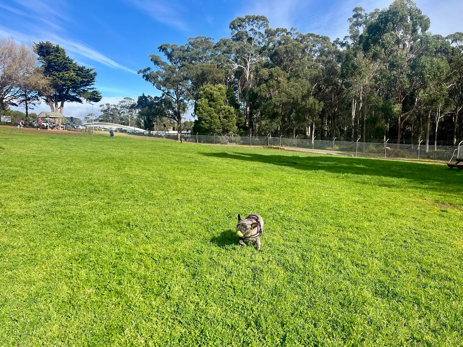 Devonport Dog Park dog park