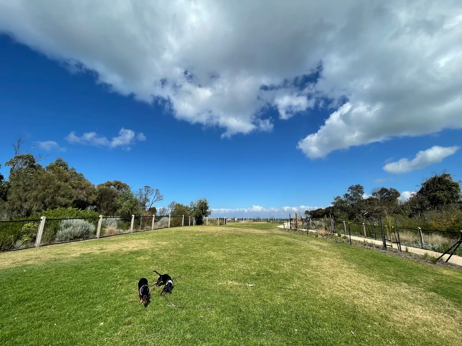 M.O. Moran Reserve Fenced Dog Park (Elwood) dog park