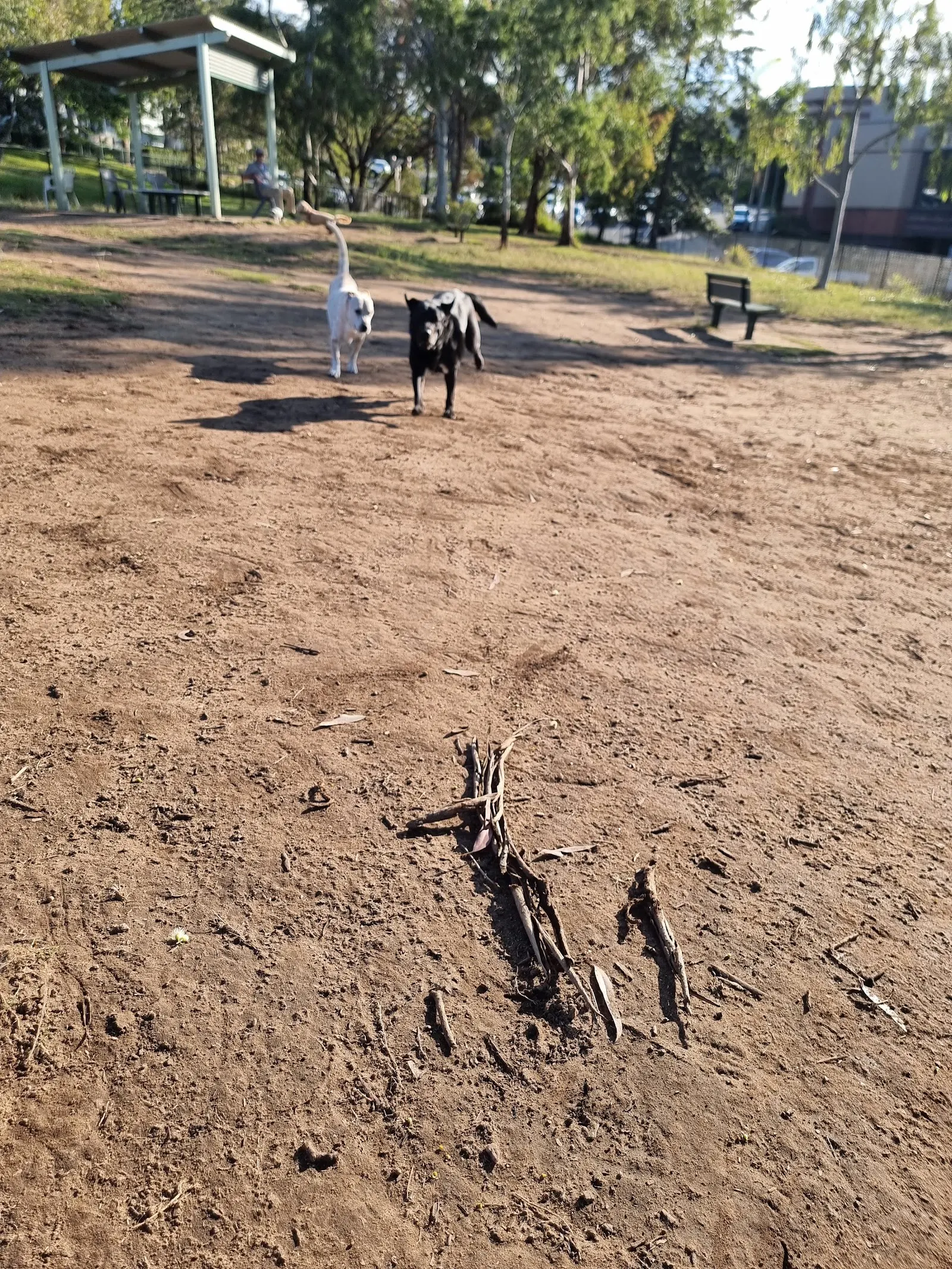Broncos Red Hill Dog Park dog park