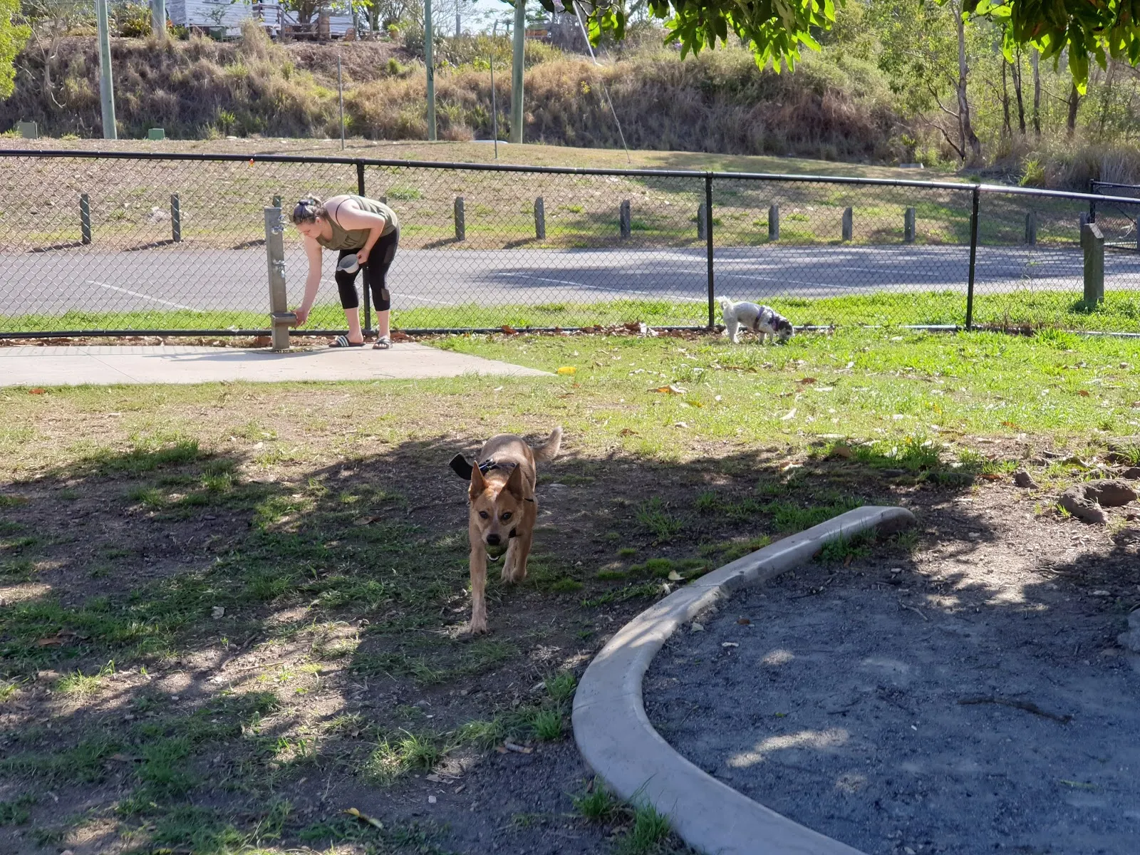 Bunya Fenced Dog Park dog park