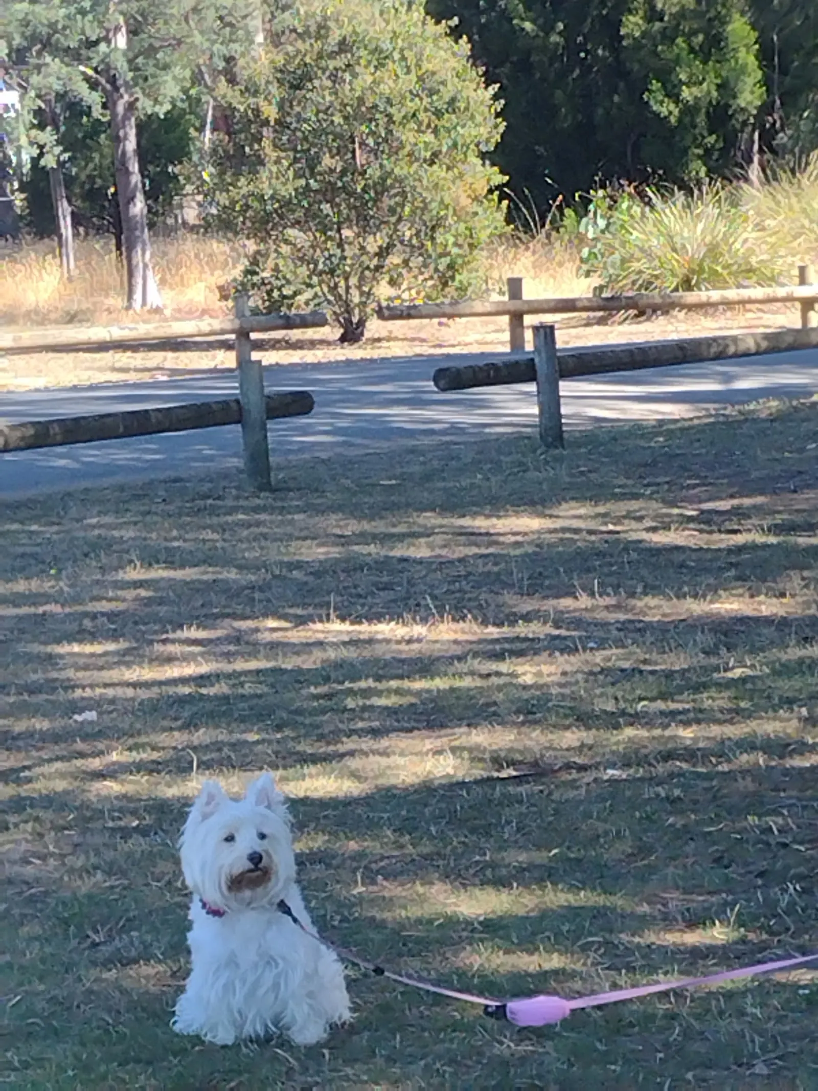 Dru Point Fenced Dog Park dog park