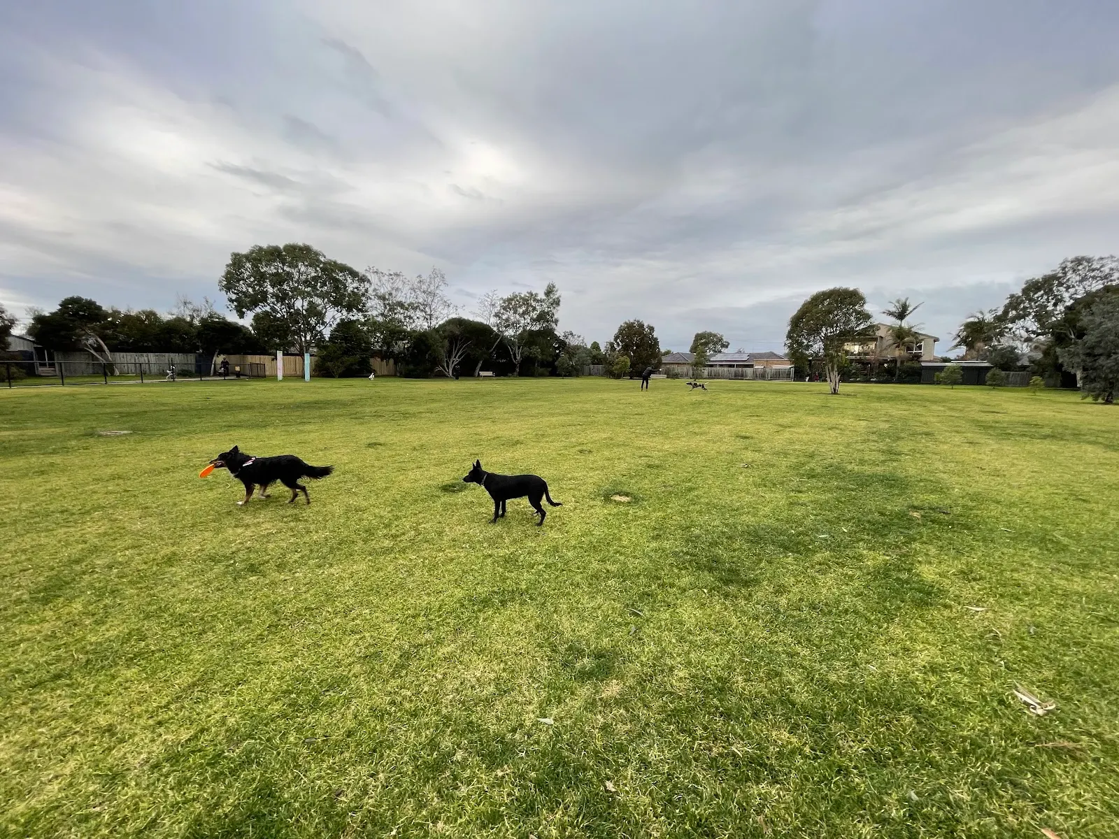 Iluka Reserve Fenced Dog Park dog park