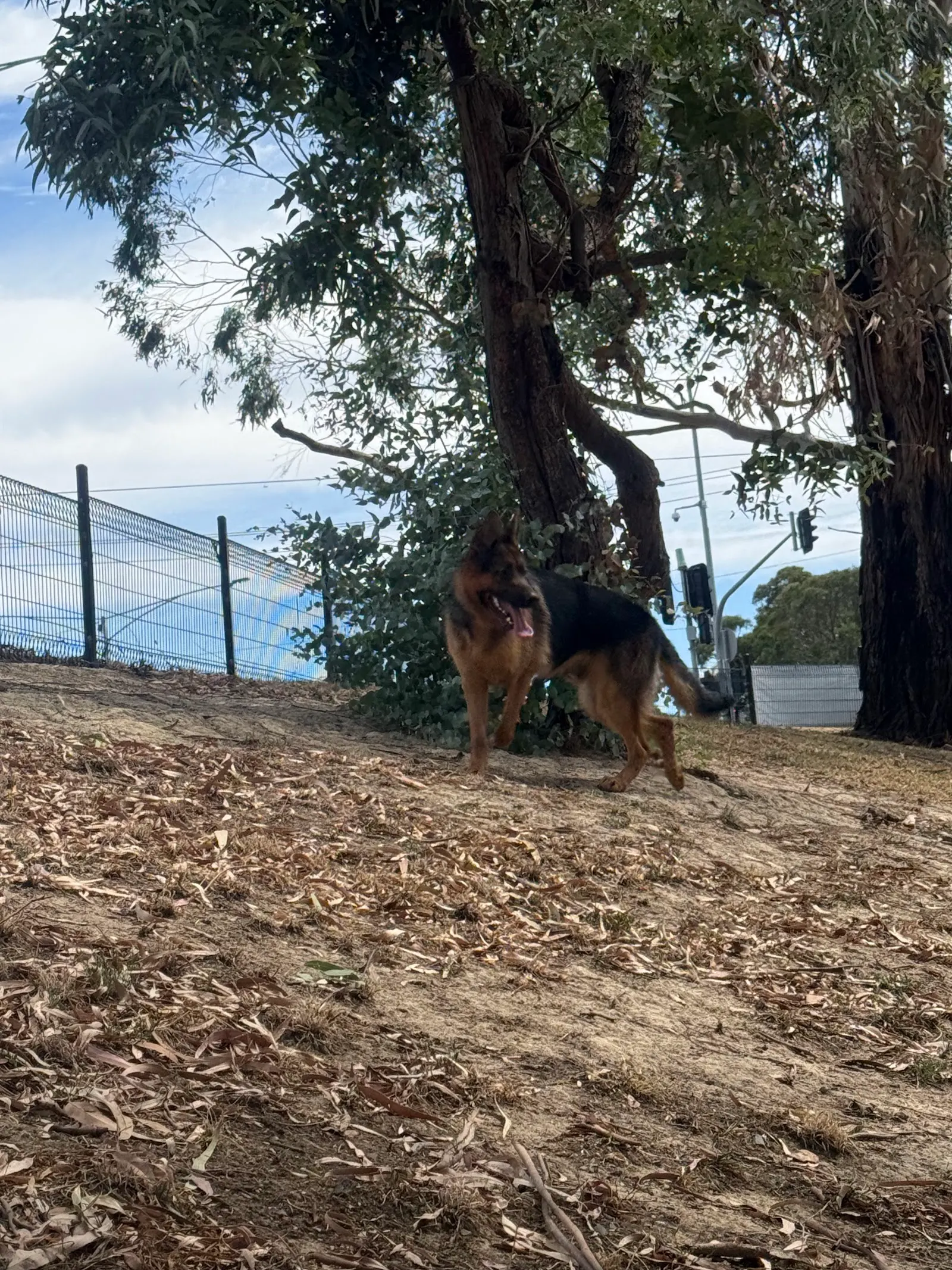 Emerson Place Fenced Dog Park, Rowville