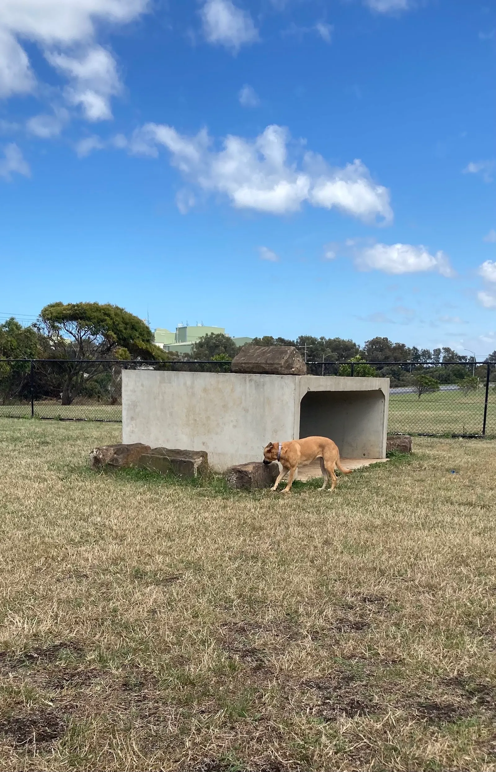 Victoria Park Community Dog Park dog park
