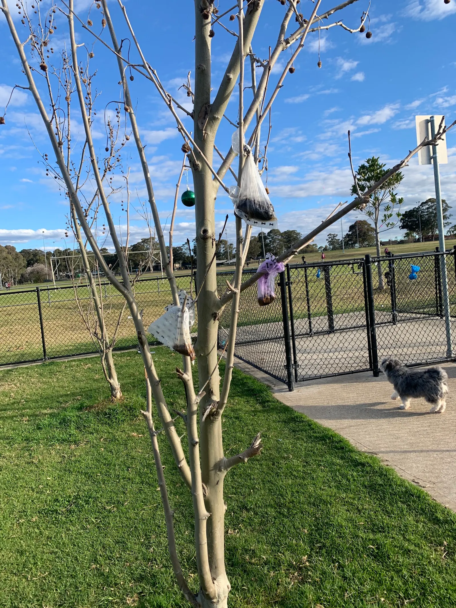 Heber Park Fenced Dog Park dog park