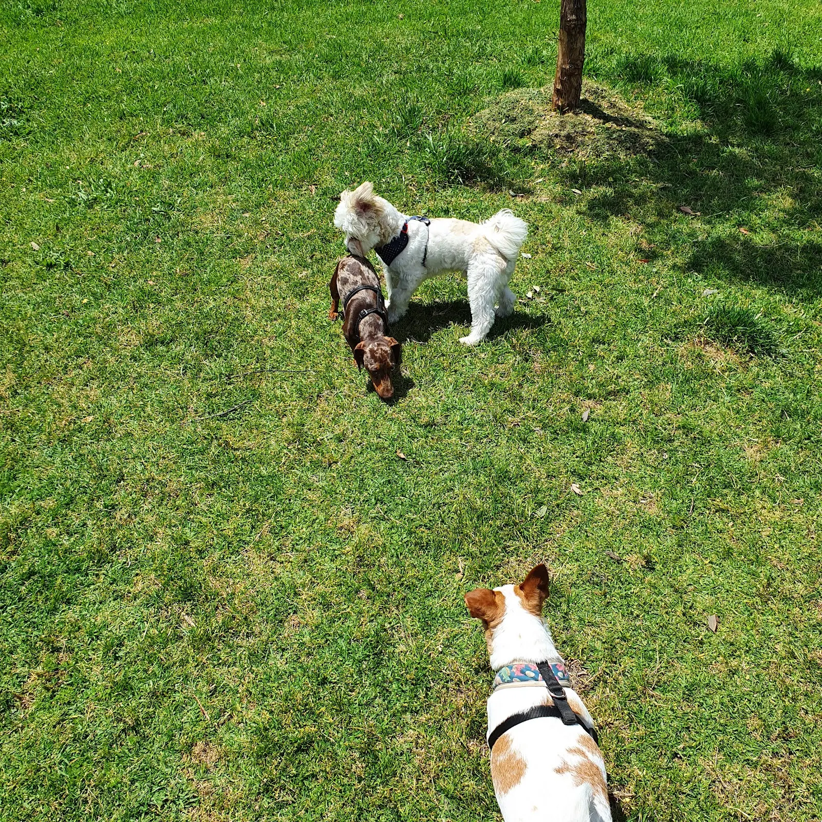 Reg Marlow Reserve Fenced Dog Park dog park