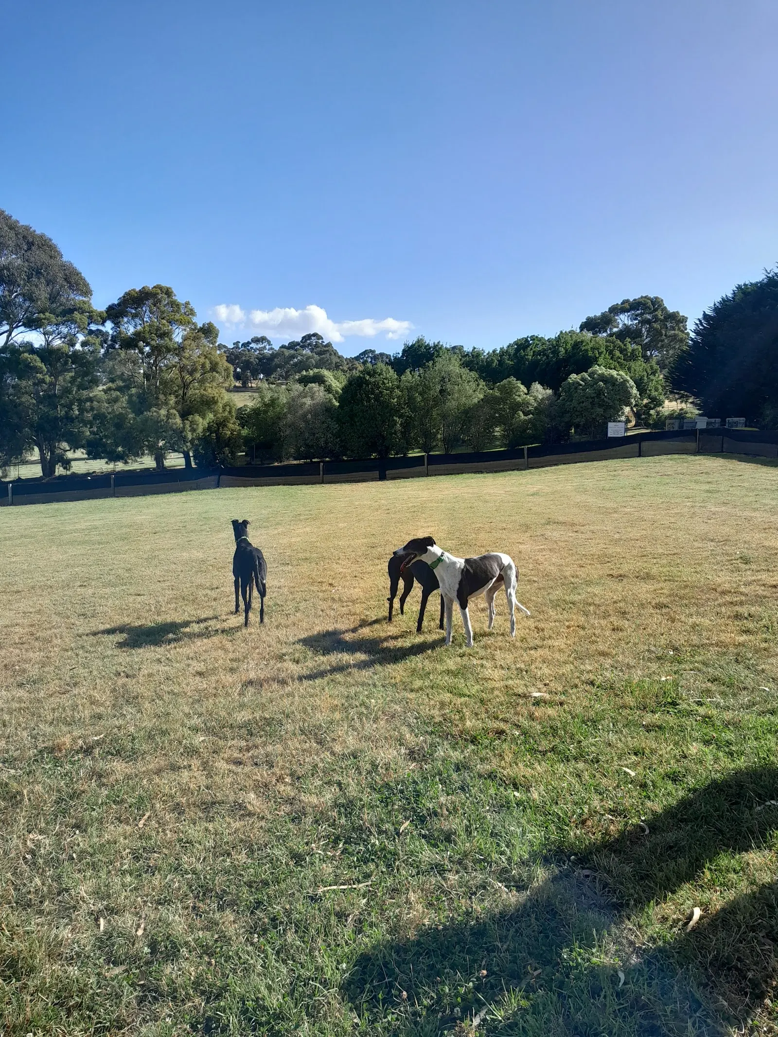 Kingston View Drive Fenced Dog Park dog park