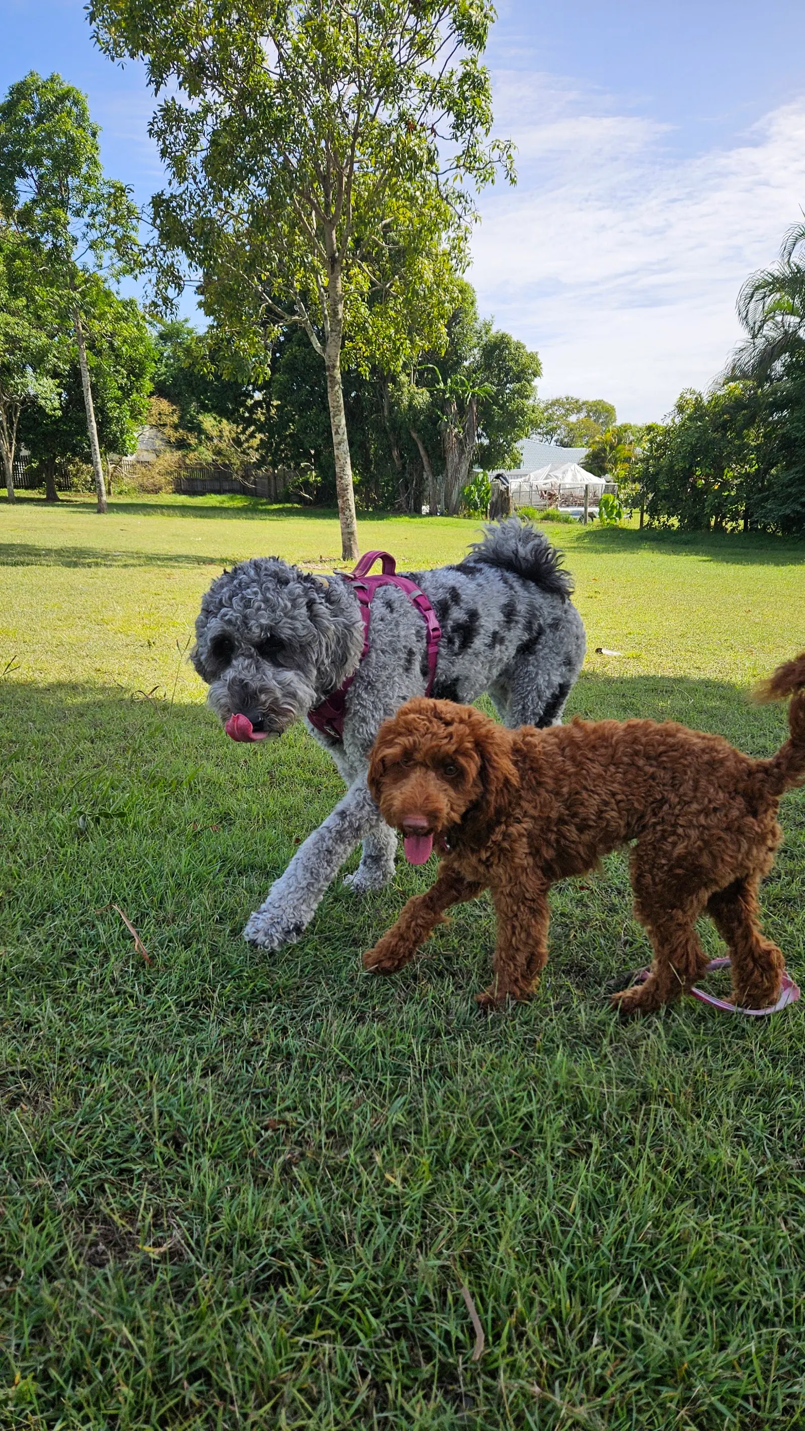 Urraween Dog Park dog park