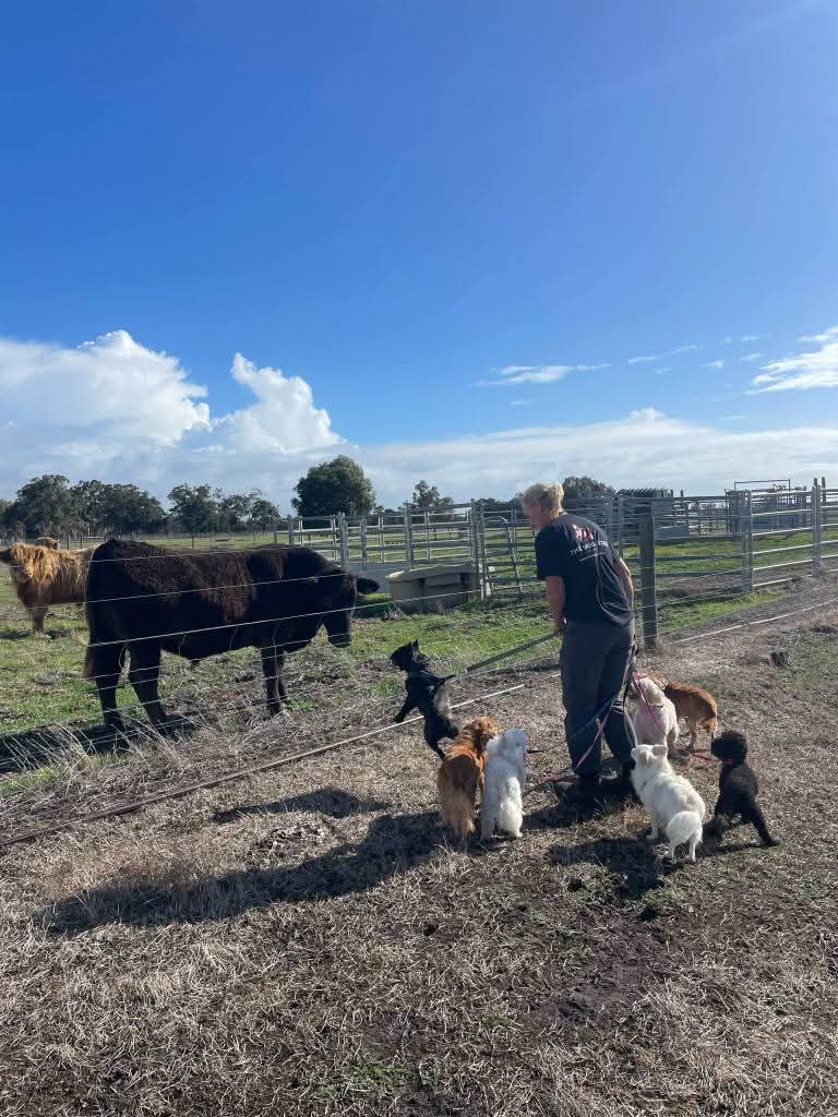 The Dog Centre dog park