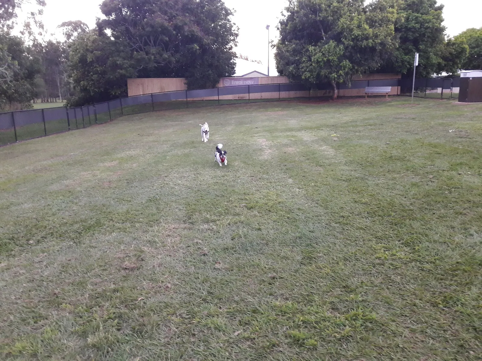 Main Street Park Fenced Dog Park dog park