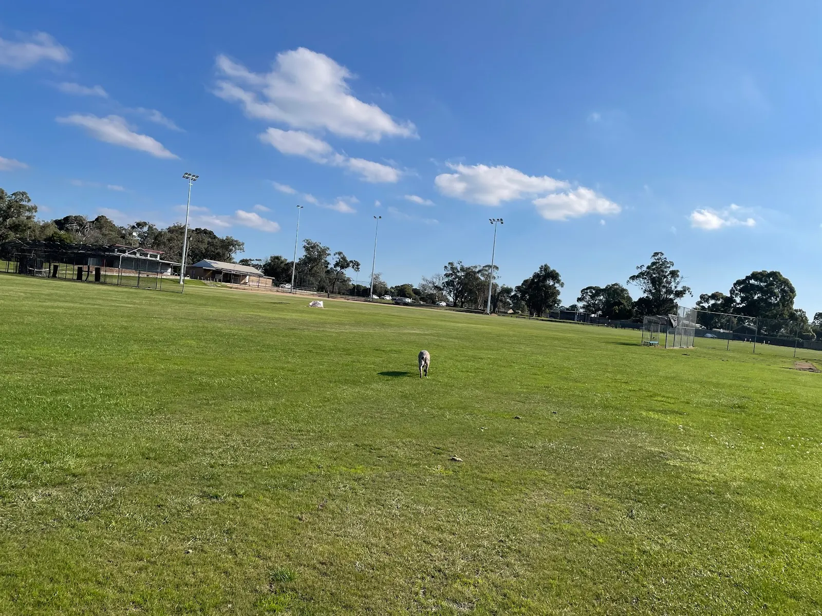 Robinsons Park Dog Off Leash Area dog park