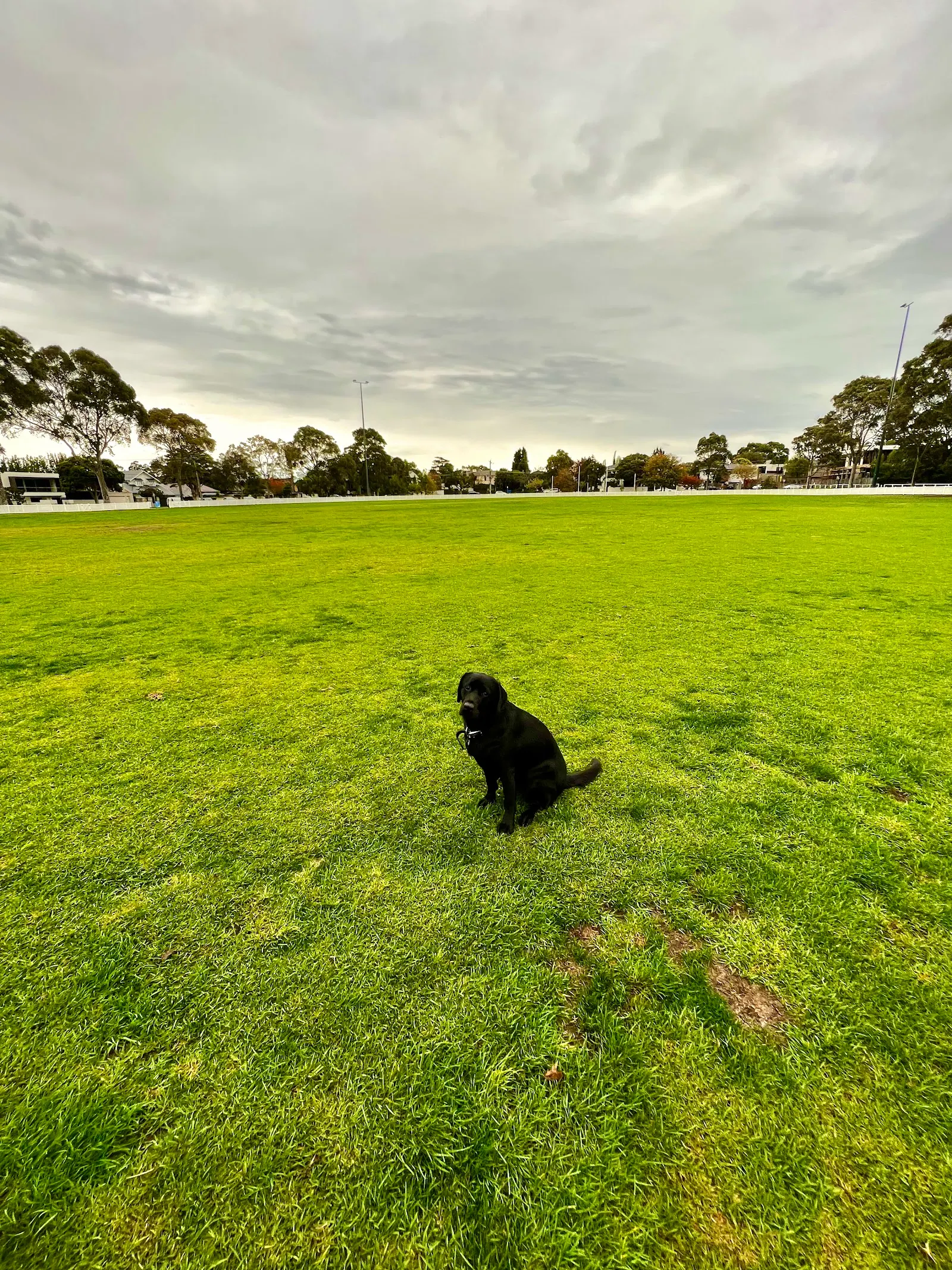 William Street Reserve Dog Off Leash Area dog park
