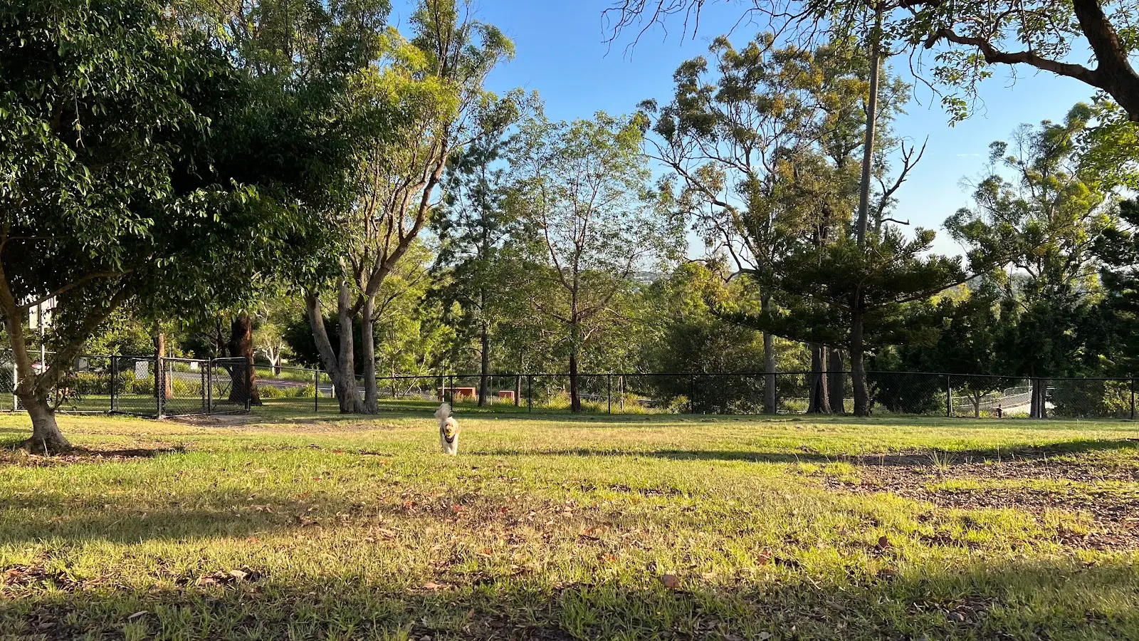 Dutton Park Fenced Dog Park dog park