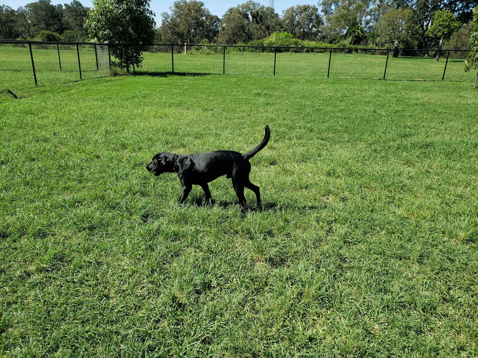 Albany Creek Dog Park, Albany Creek