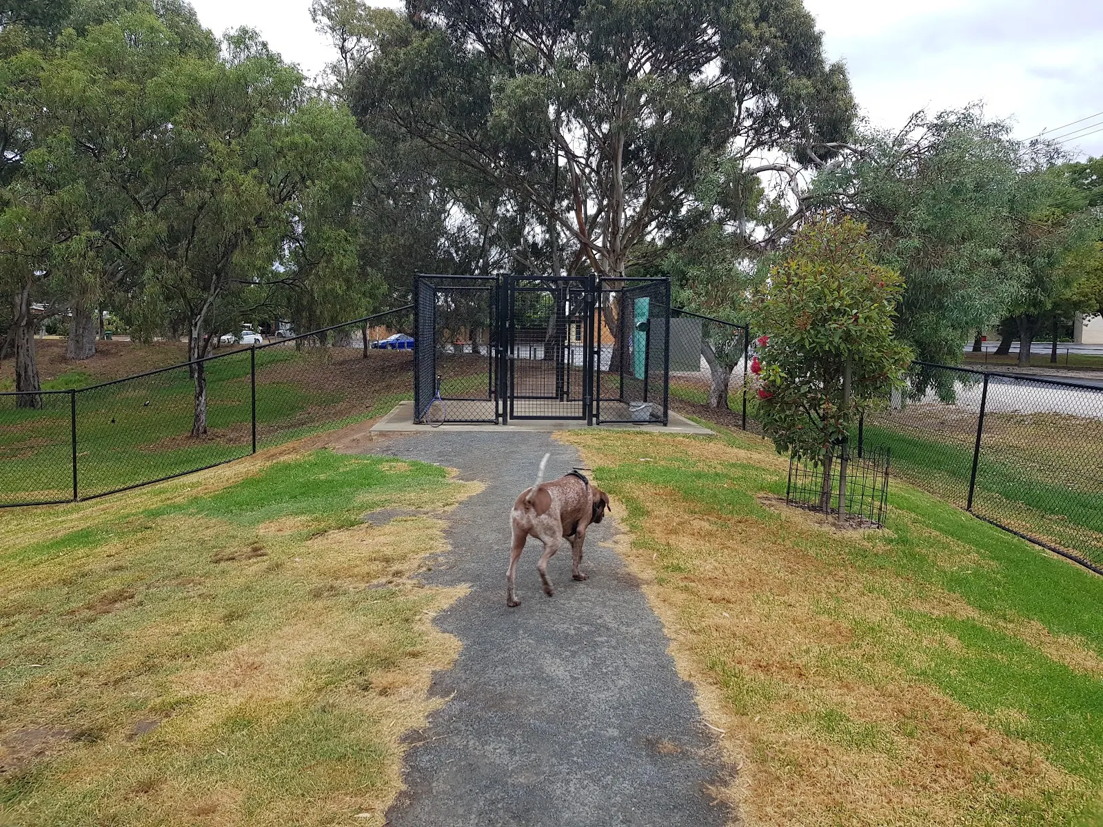 Nuriootpa Fenced Dog Park dog park