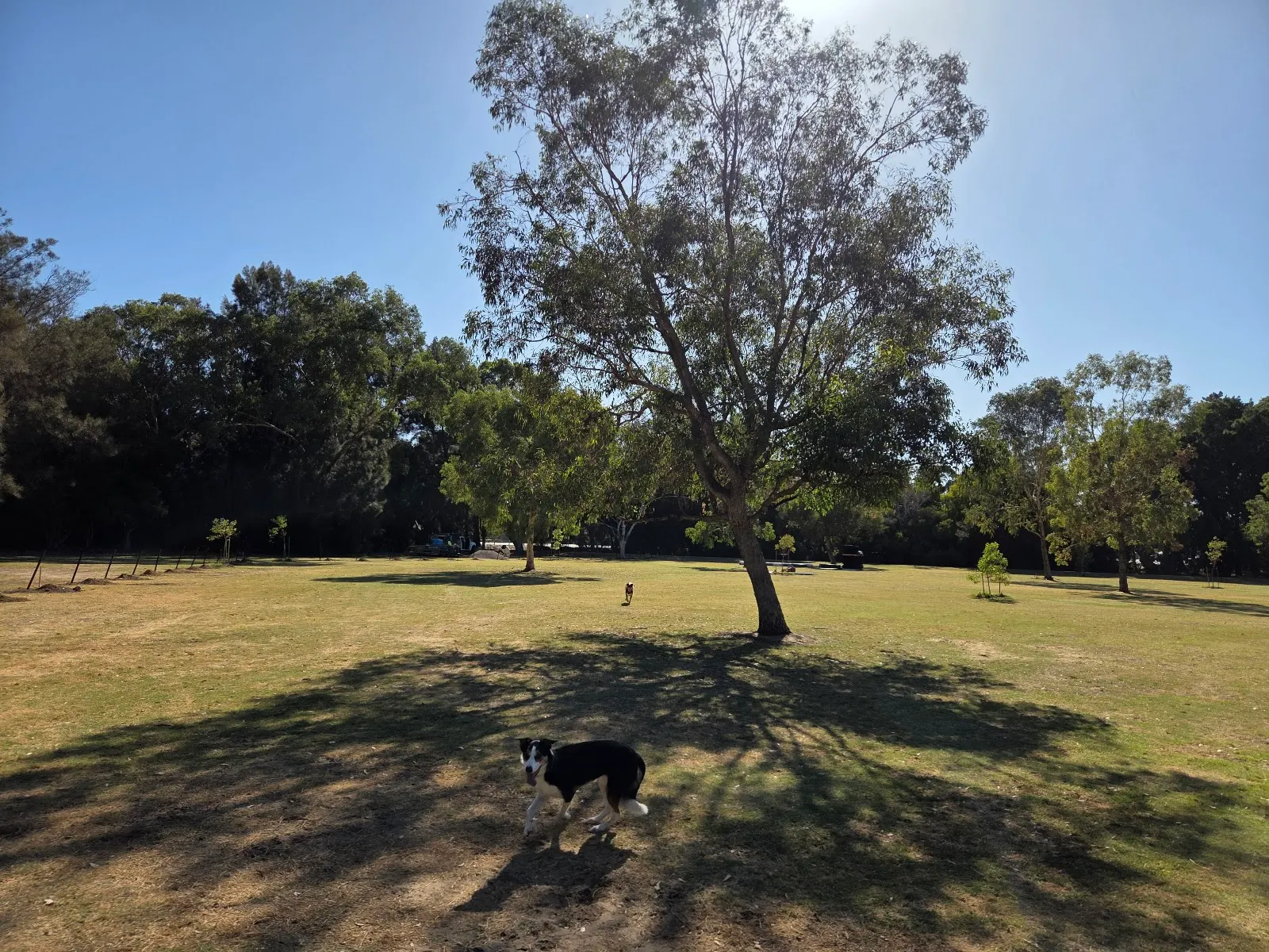 Lake Monger Dog Park dog park