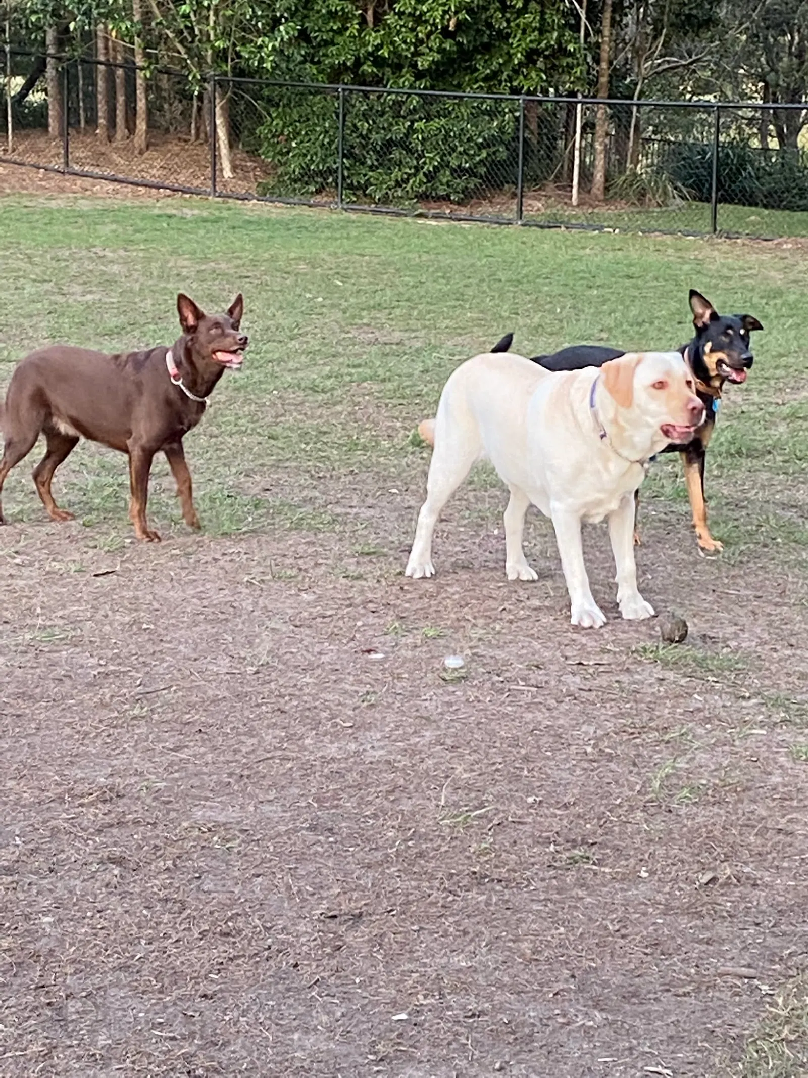 Peregian Springs Fenced Dog Park dog park