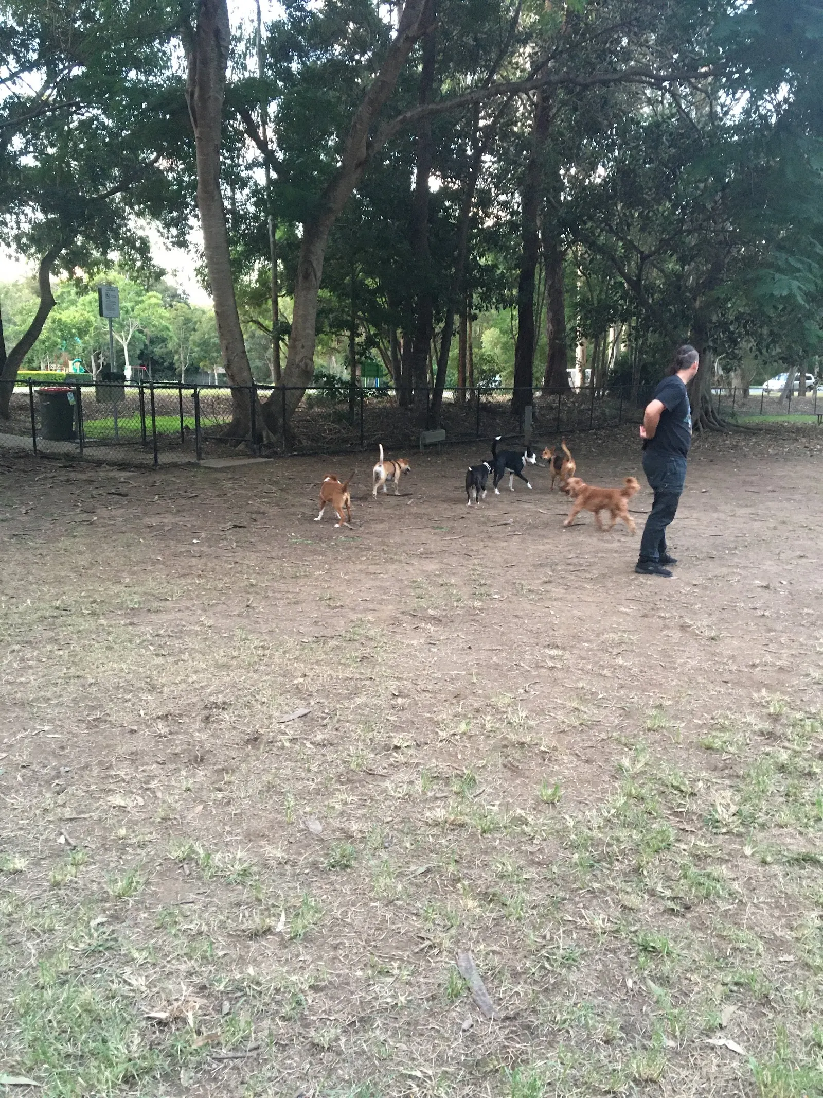 William Scott Park Fenced Dog Park dog park
