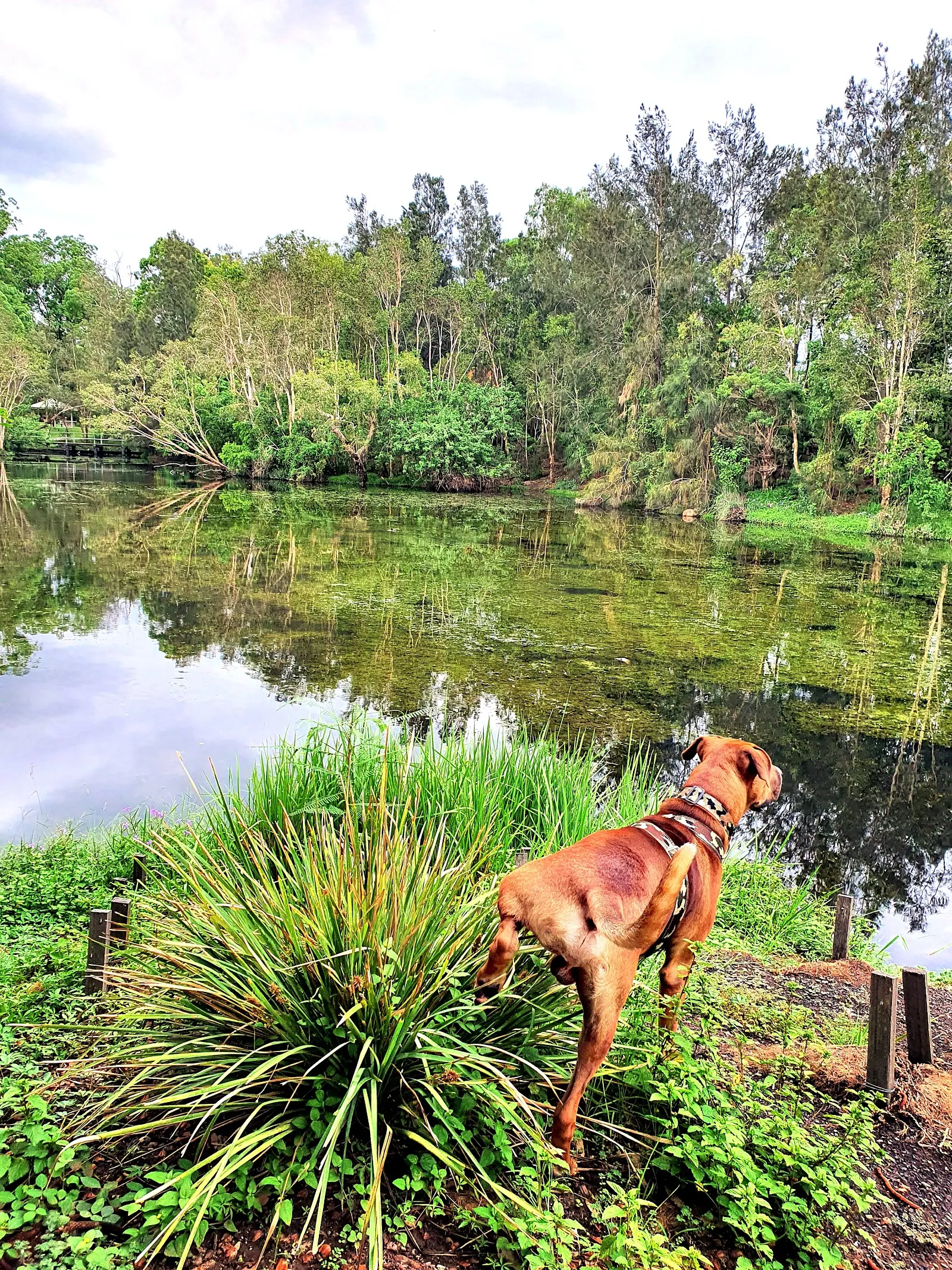 Baxter's Reserve Dog Park dog park